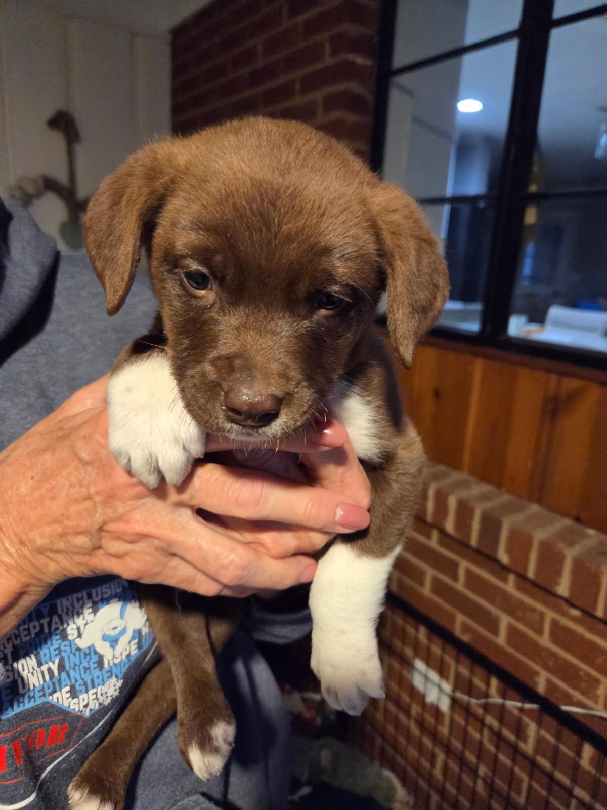 Gulliver, an adopted mixed breed in Concord, NC image 4/5
