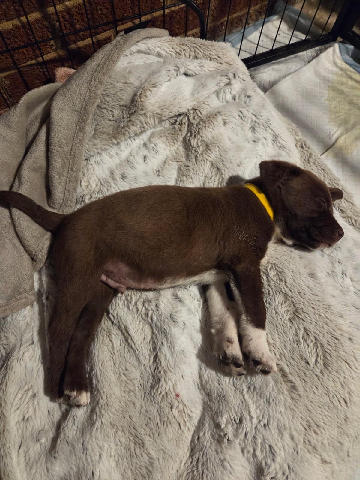 Gulliver, an adopted mixed breed in Concord, NC image 5/5