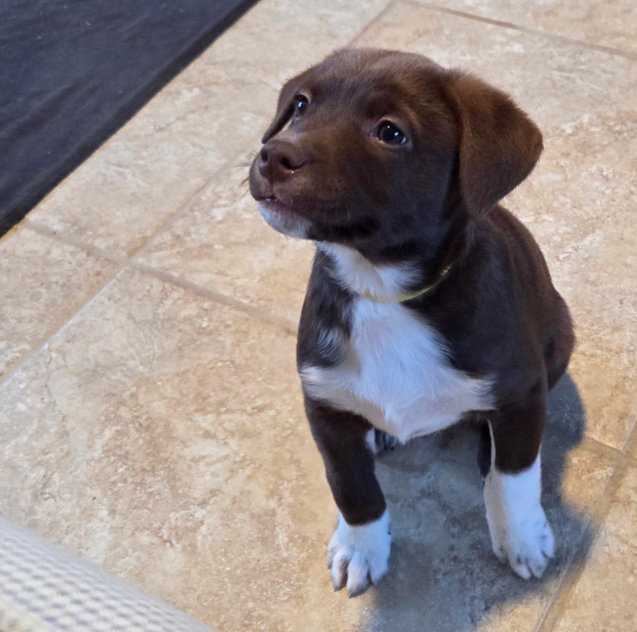 Gulliver, an adopted mixed breed in Concord, NC image 1/5