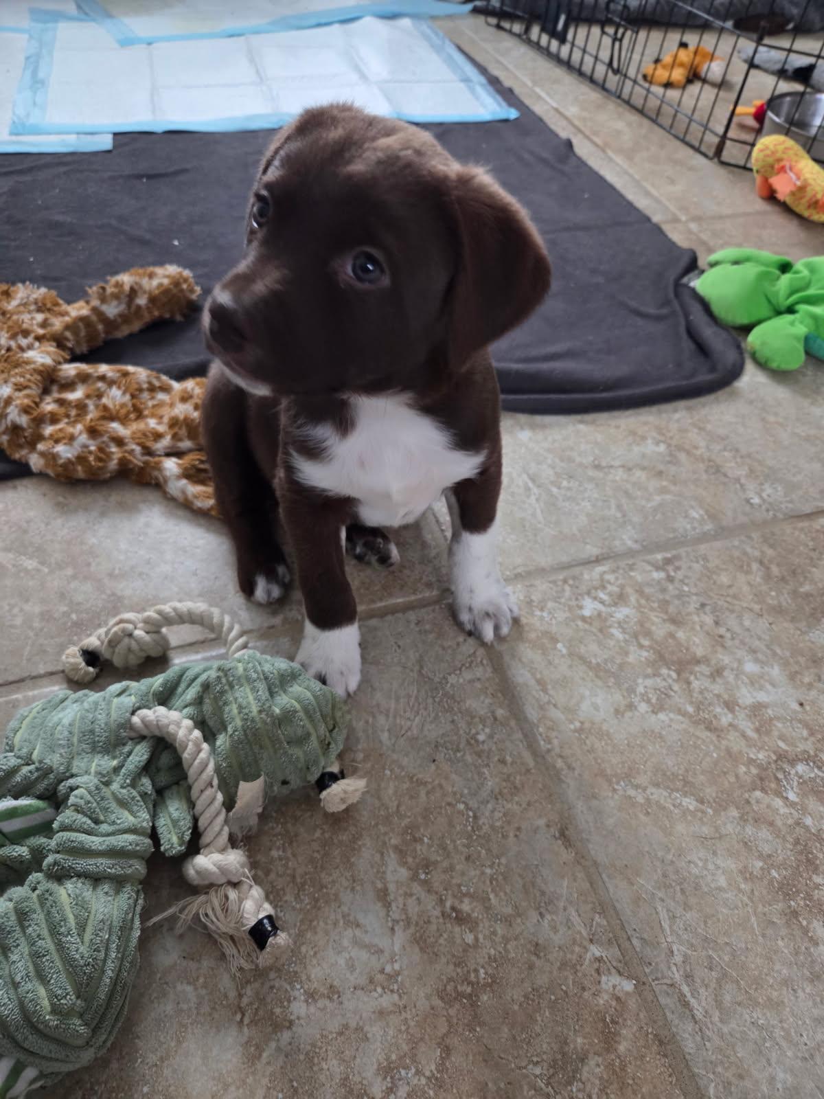 Gulliver, an adopted mixed breed in Concord, NC image 3/5