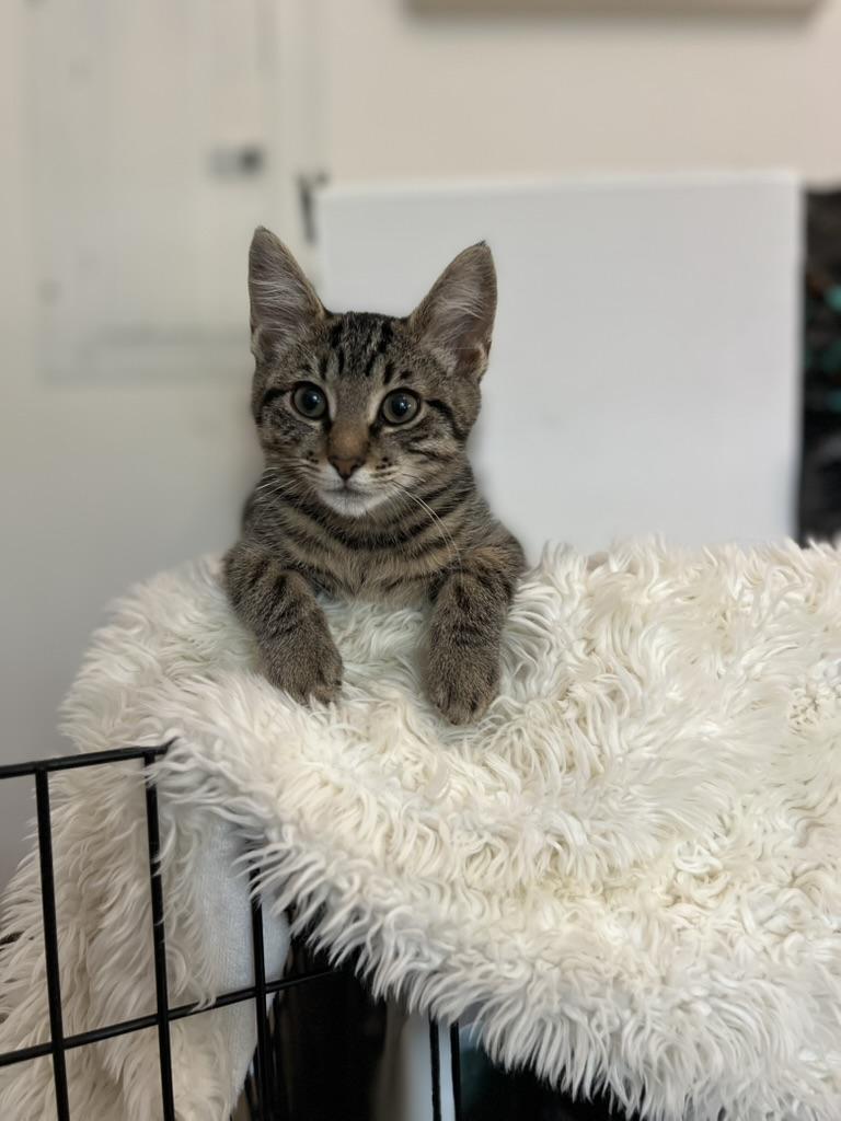 How do you spell fun Ollie This tabby boy is cuddly full of purrs and full of spunk He is