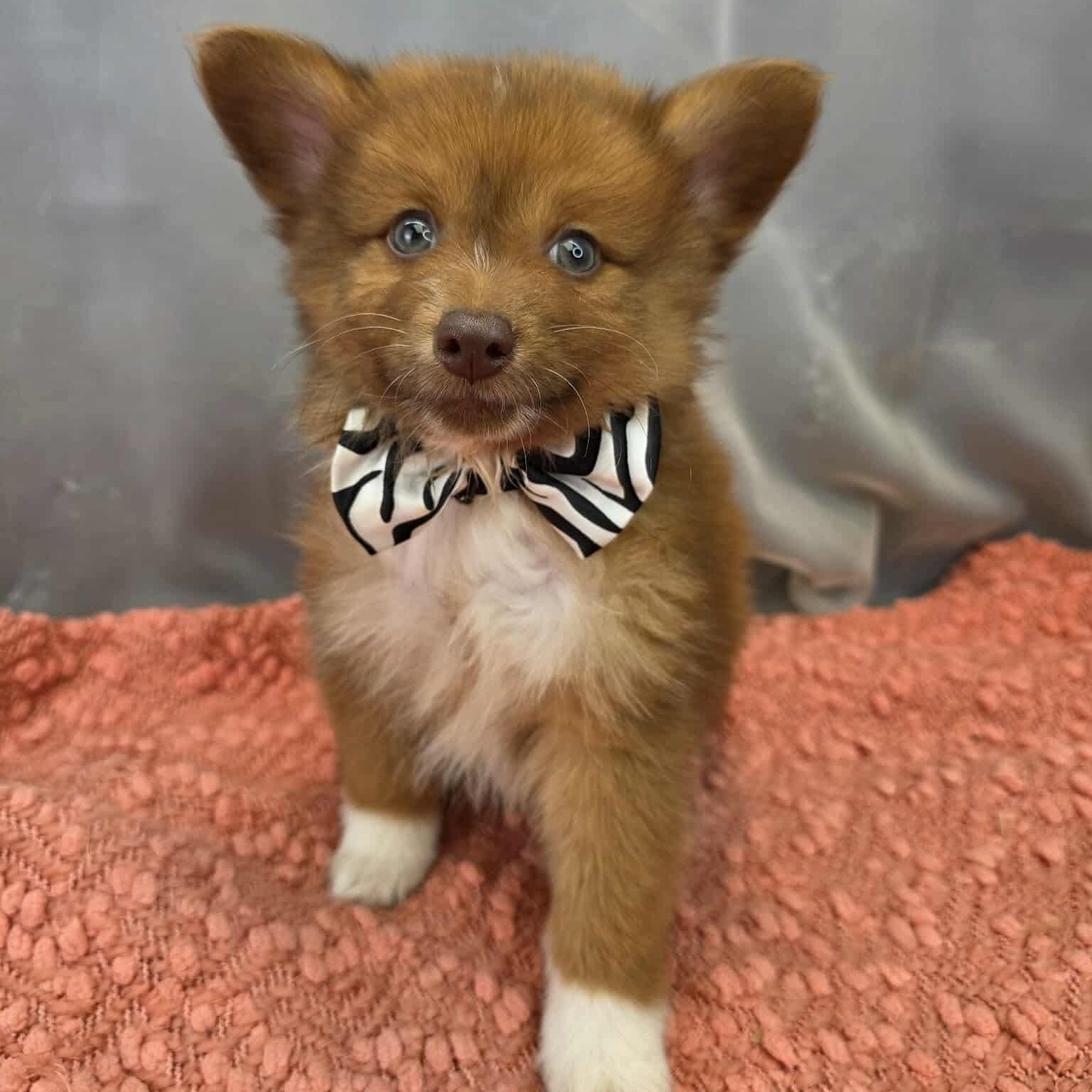 Bruno, Adoptable, Puppy Male Chihuahua & Pomeranian.