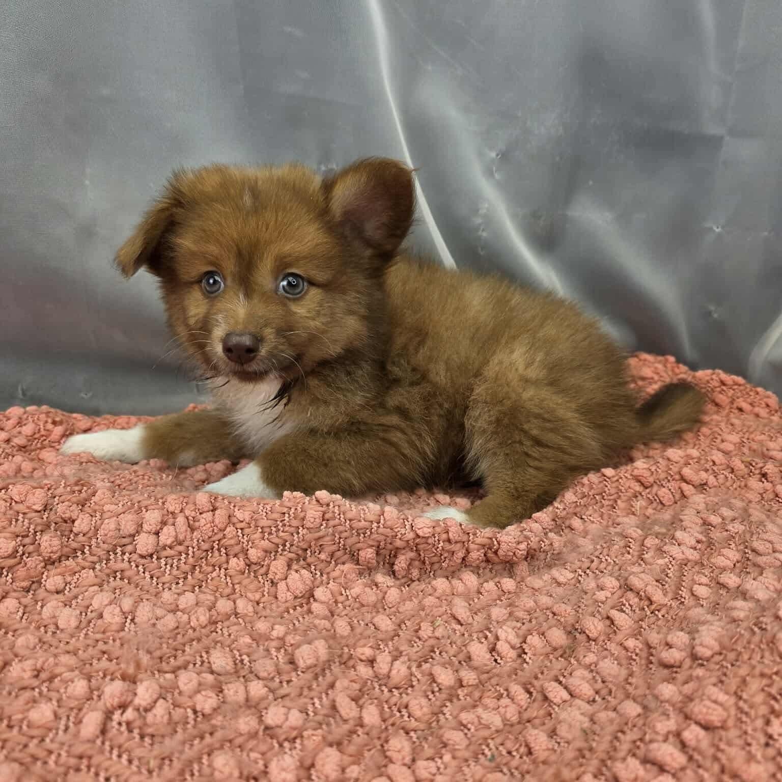 Enlarge Bruno, a Adoptable mixed breed in Southfield , MI image 2/5