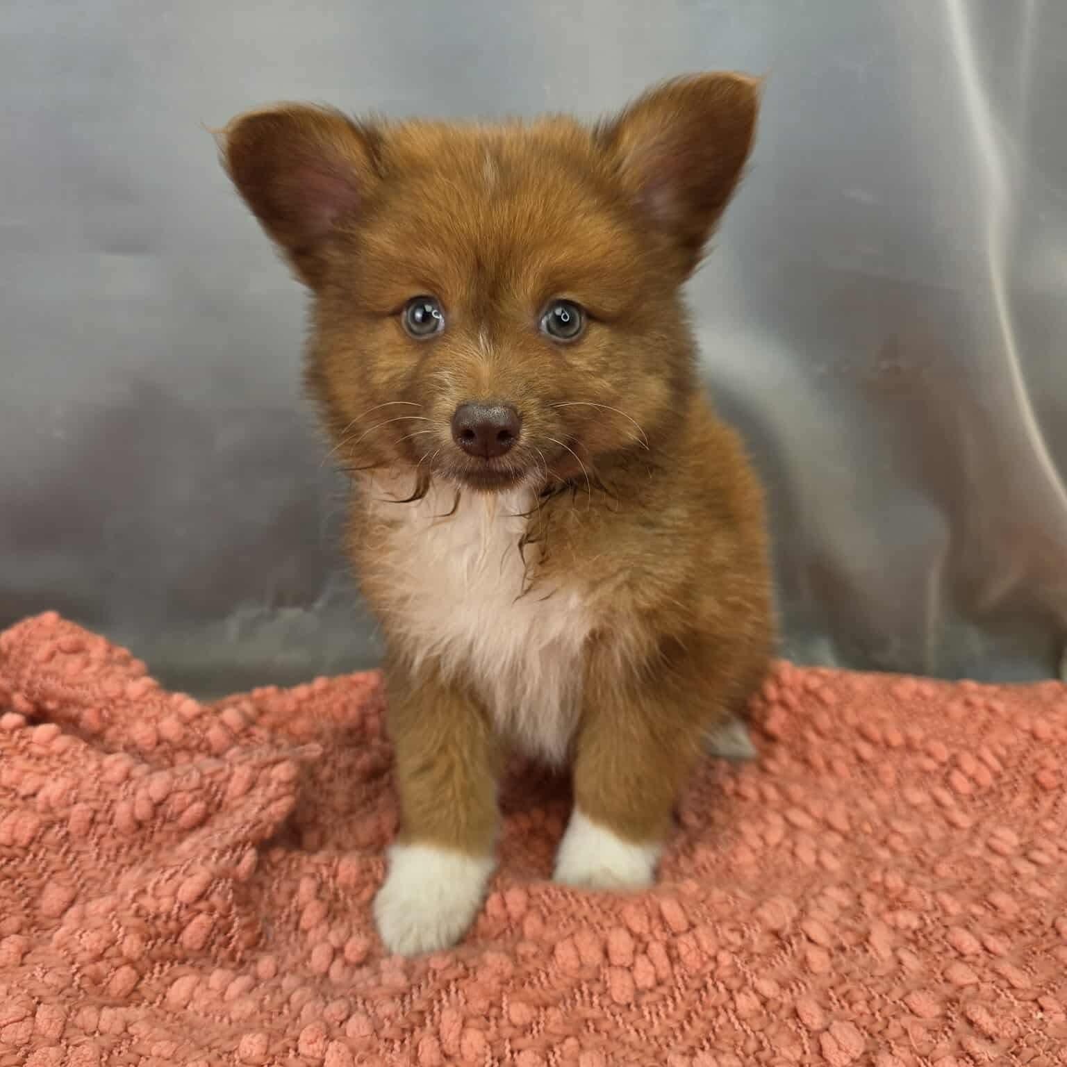 Enlarge Bruno, a Adoptable mixed breed in Southfield , MI image 4/5