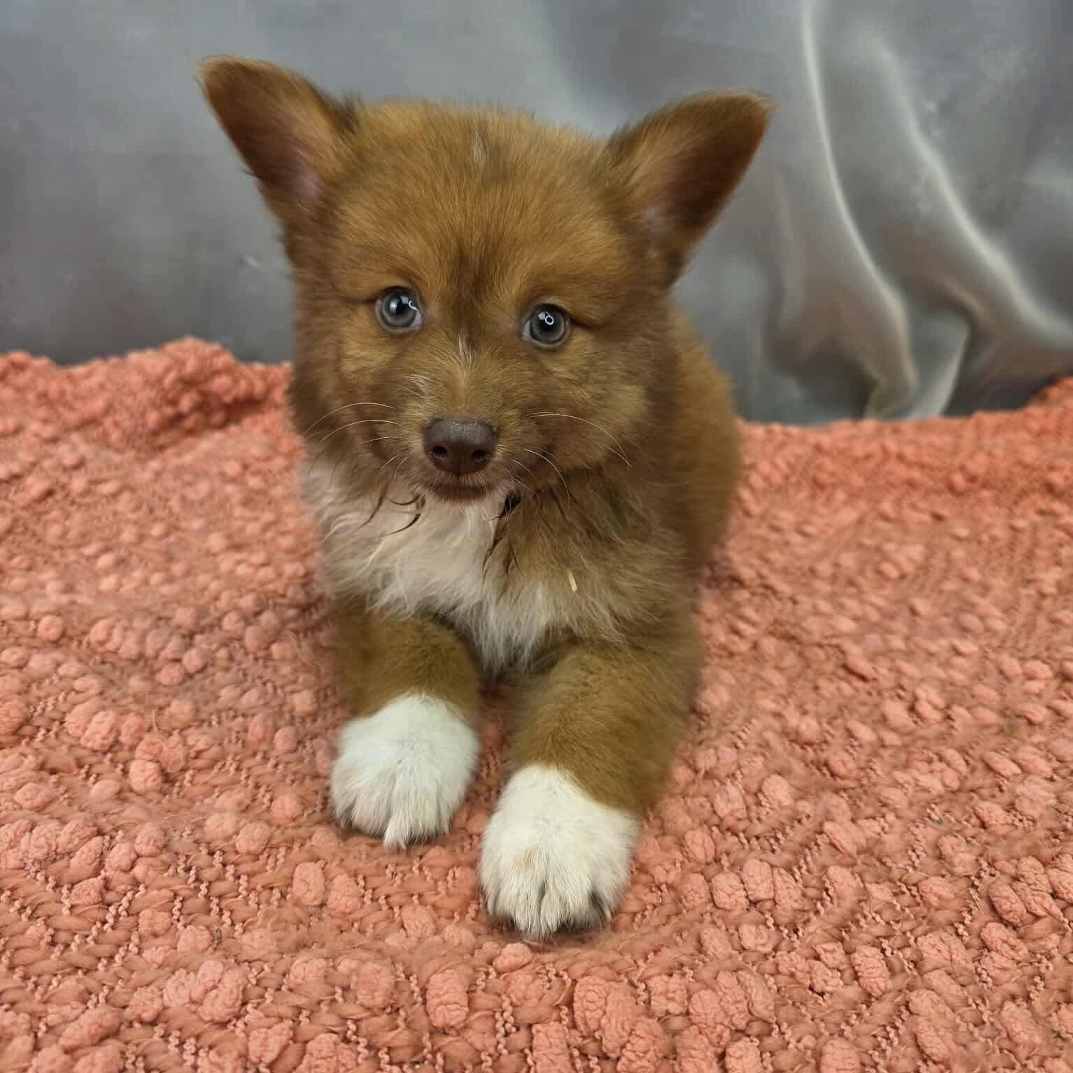 Enlarge Bruno, a Adoptable mixed breed in Southfield , MI image 3/5