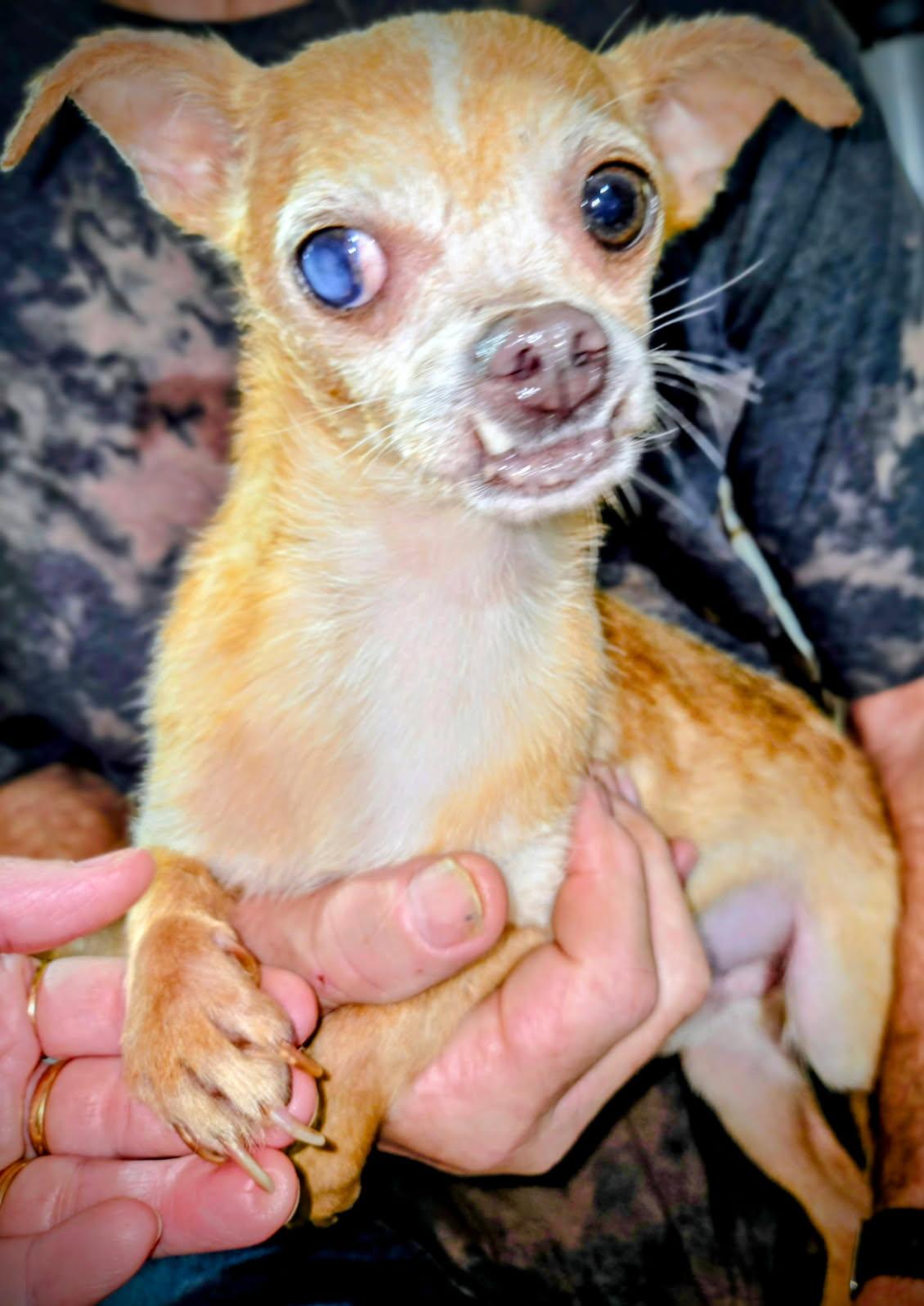 Enlarge Jim Bob, a ADOPTABLE mixed breed in Livingston, TX image 2/2