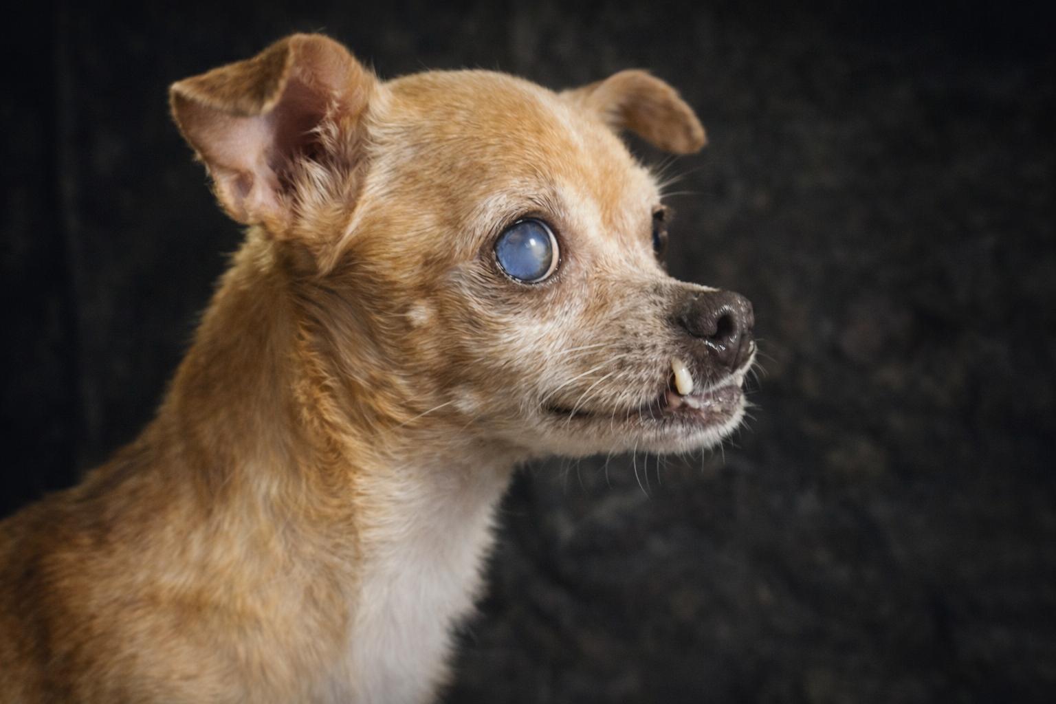 Jim Bob, ADOPTABLE, Adult Male Chihuahua.