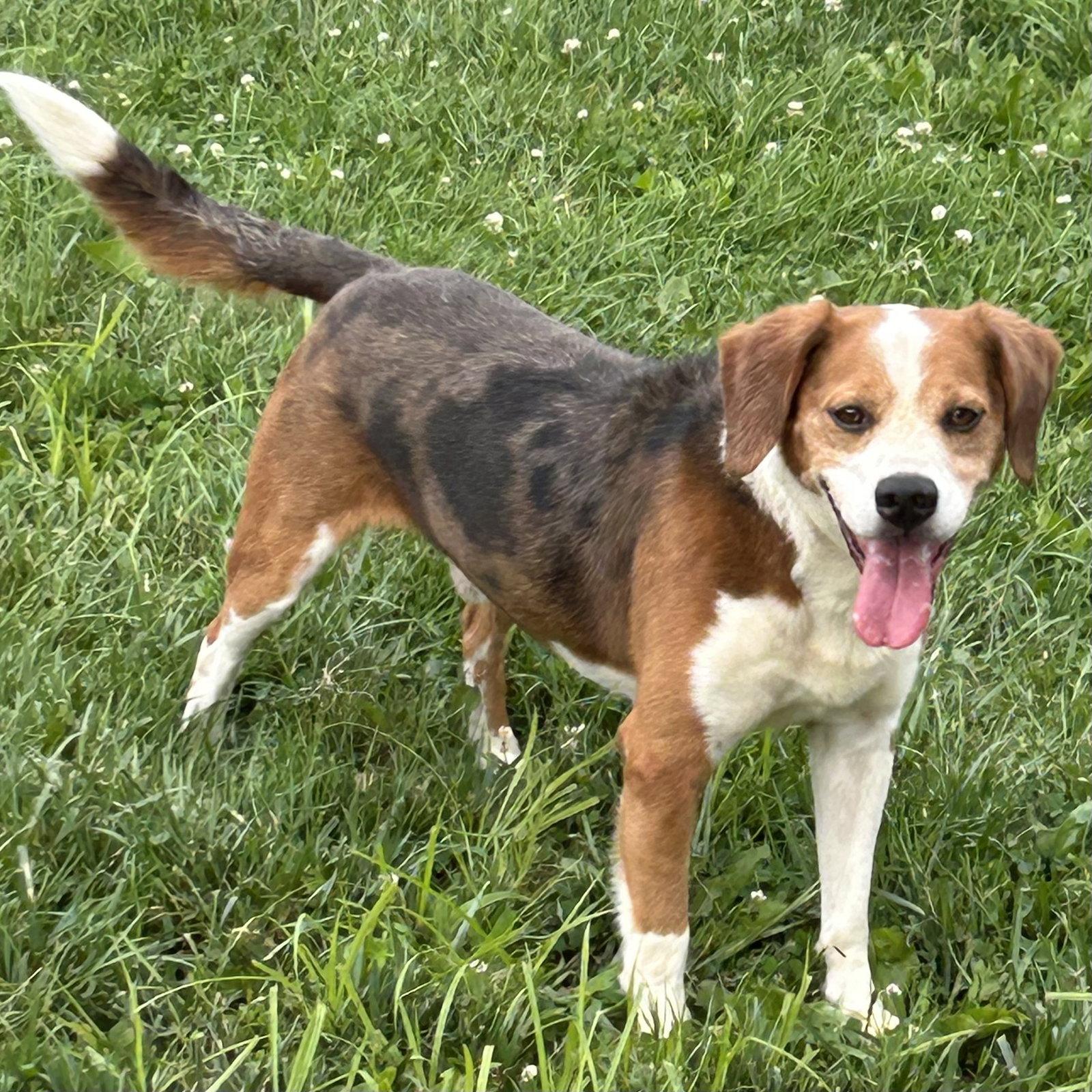 Ace 2026, Adoptable, Adult Male Beagle.