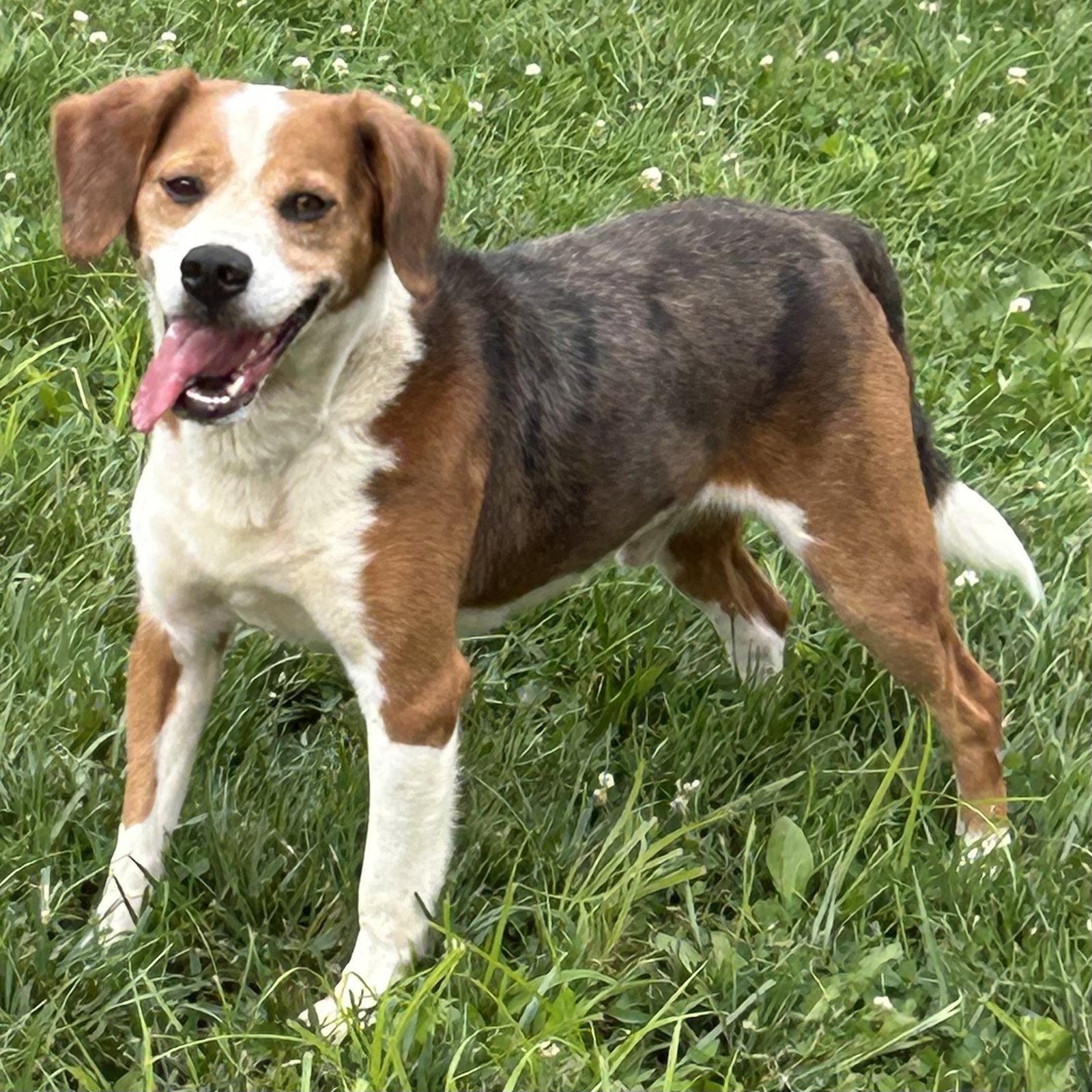 Ace 2026, a Adoptable Beagle in Norwood, OH image 2/3