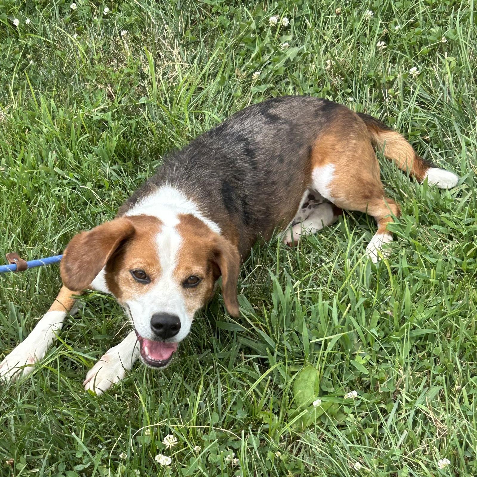 Ace 2026, a Adoptable Beagle in Norwood, OH image 3/3