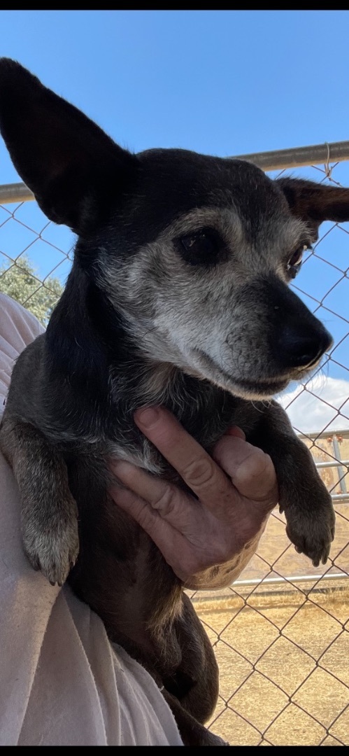 Enlarge Licorice, a Adoptable mixed breed in Fresno, CA image 1/10
