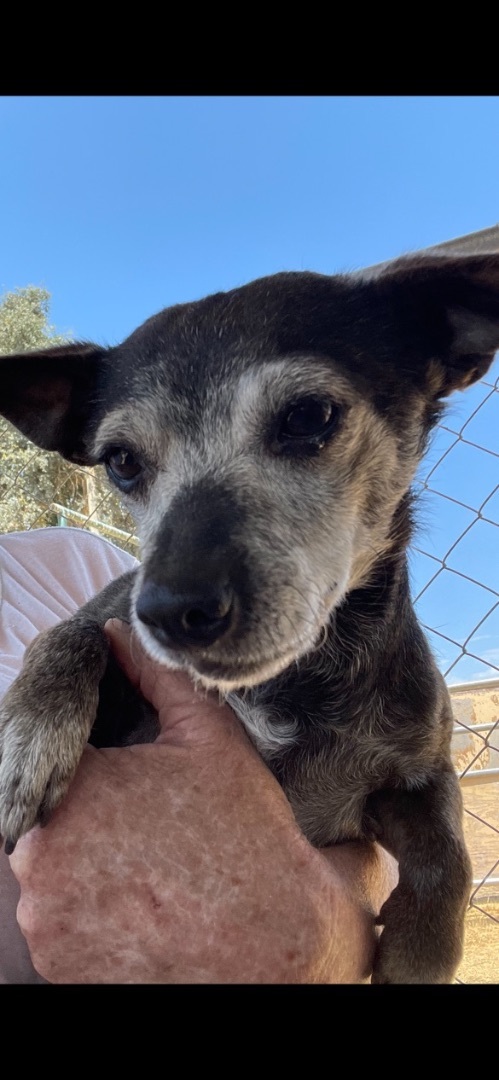 Enlarge Licorice, a Adoptable mixed breed in Fresno, CA image 2/10