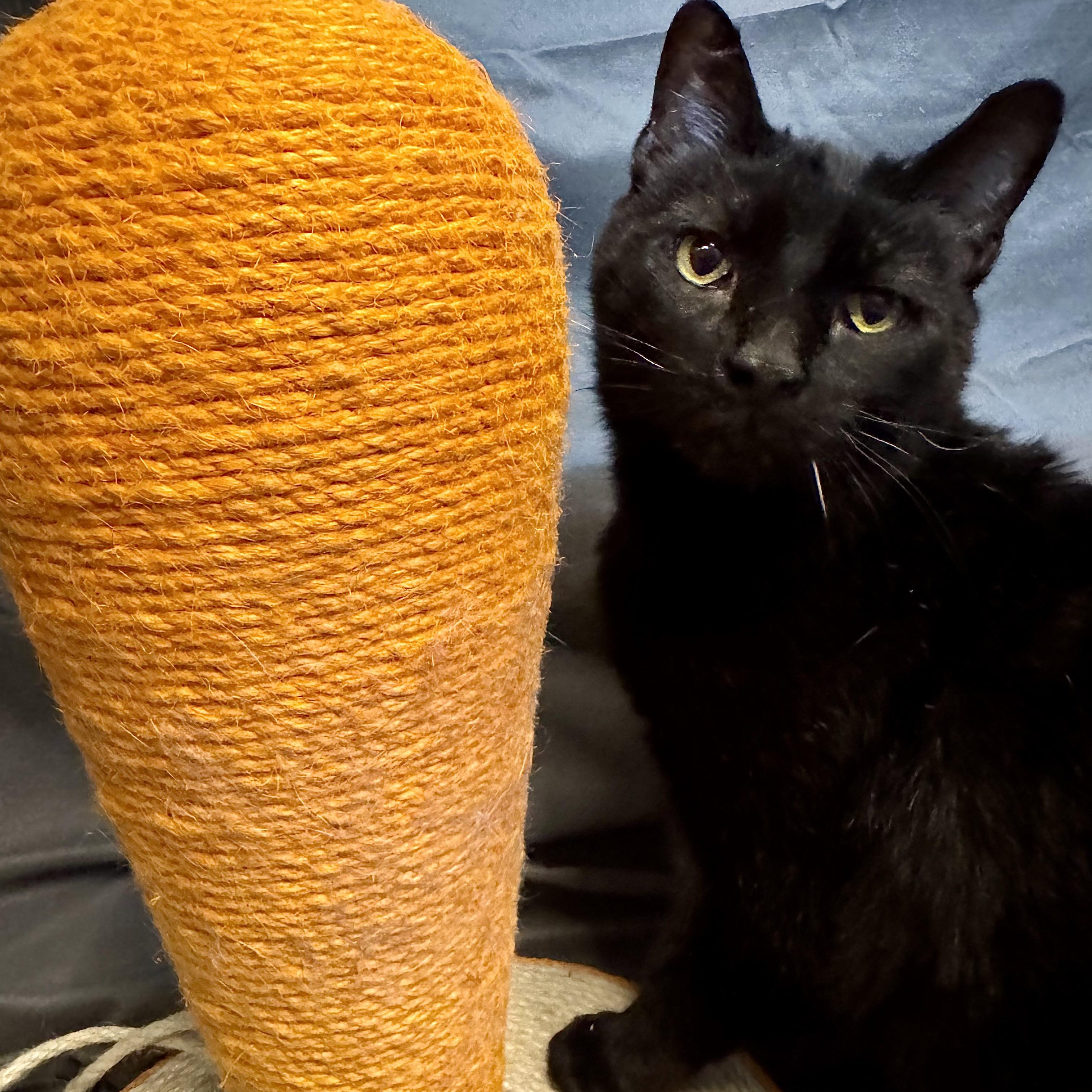 Groucho, an adopted Domestic Short Hair in Alexandria, IN image 2/6