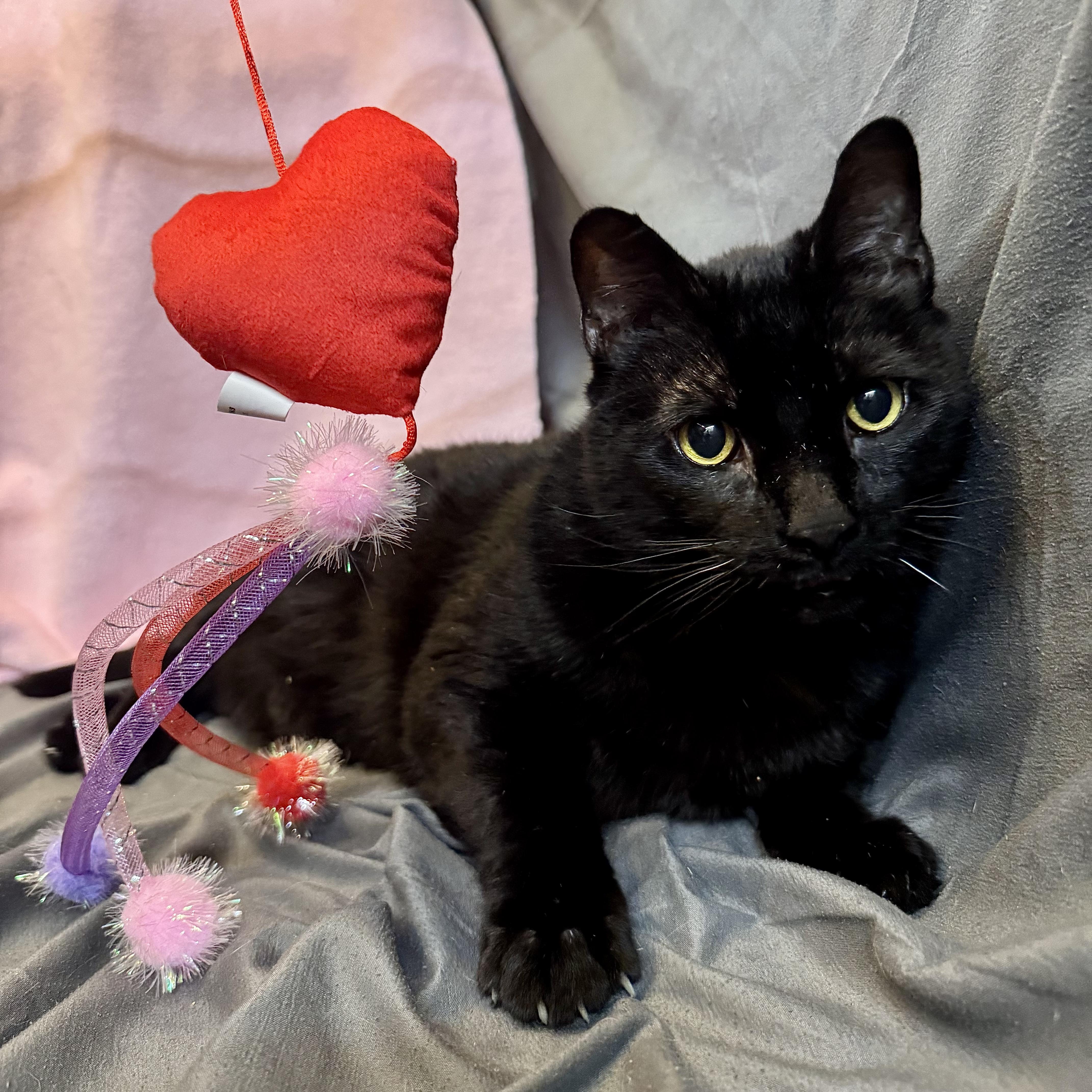 Groucho, an adopted Domestic Short Hair in Alexandria, IN image 6/6