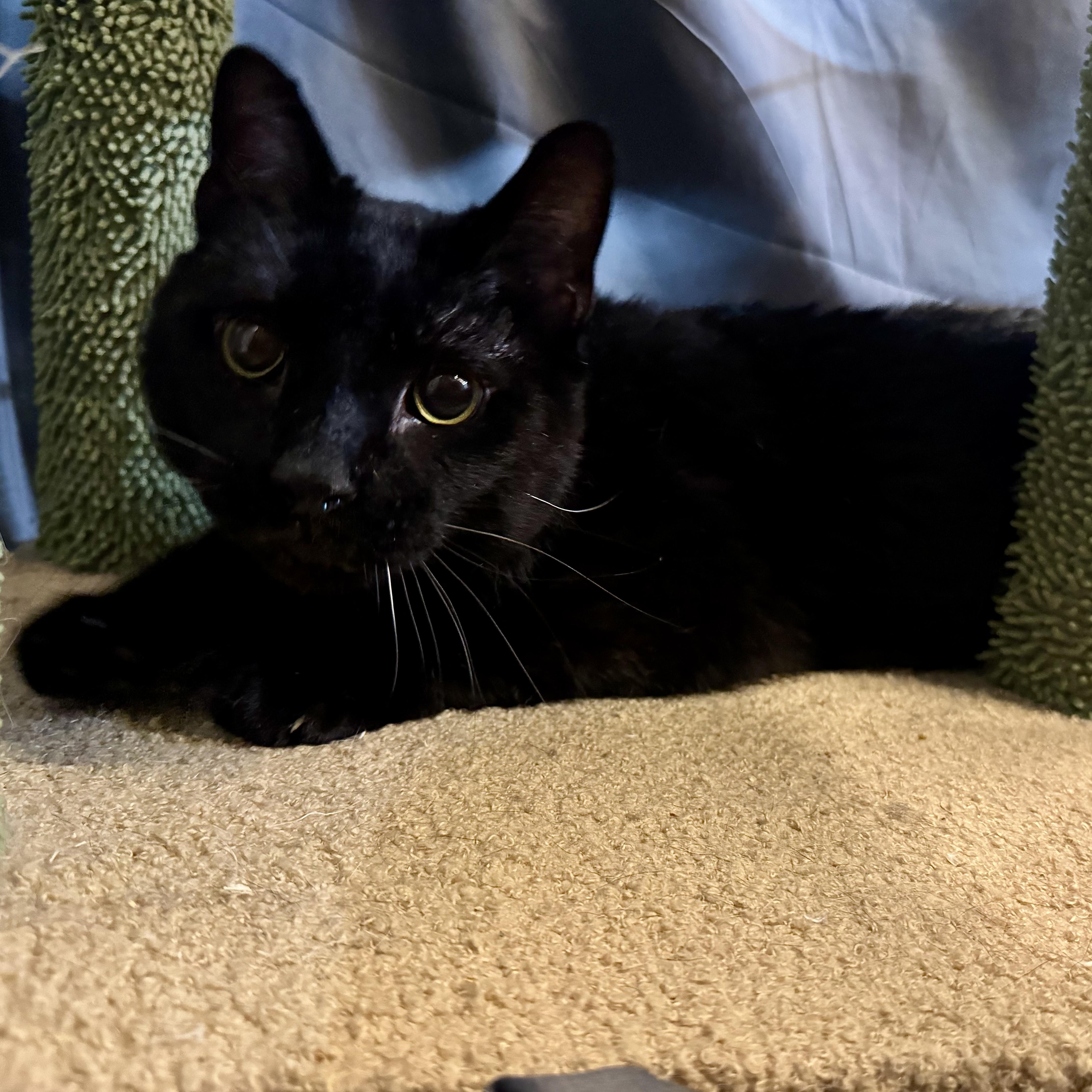 Groucho, an adopted Domestic Short Hair in Alexandria, IN image 4/6