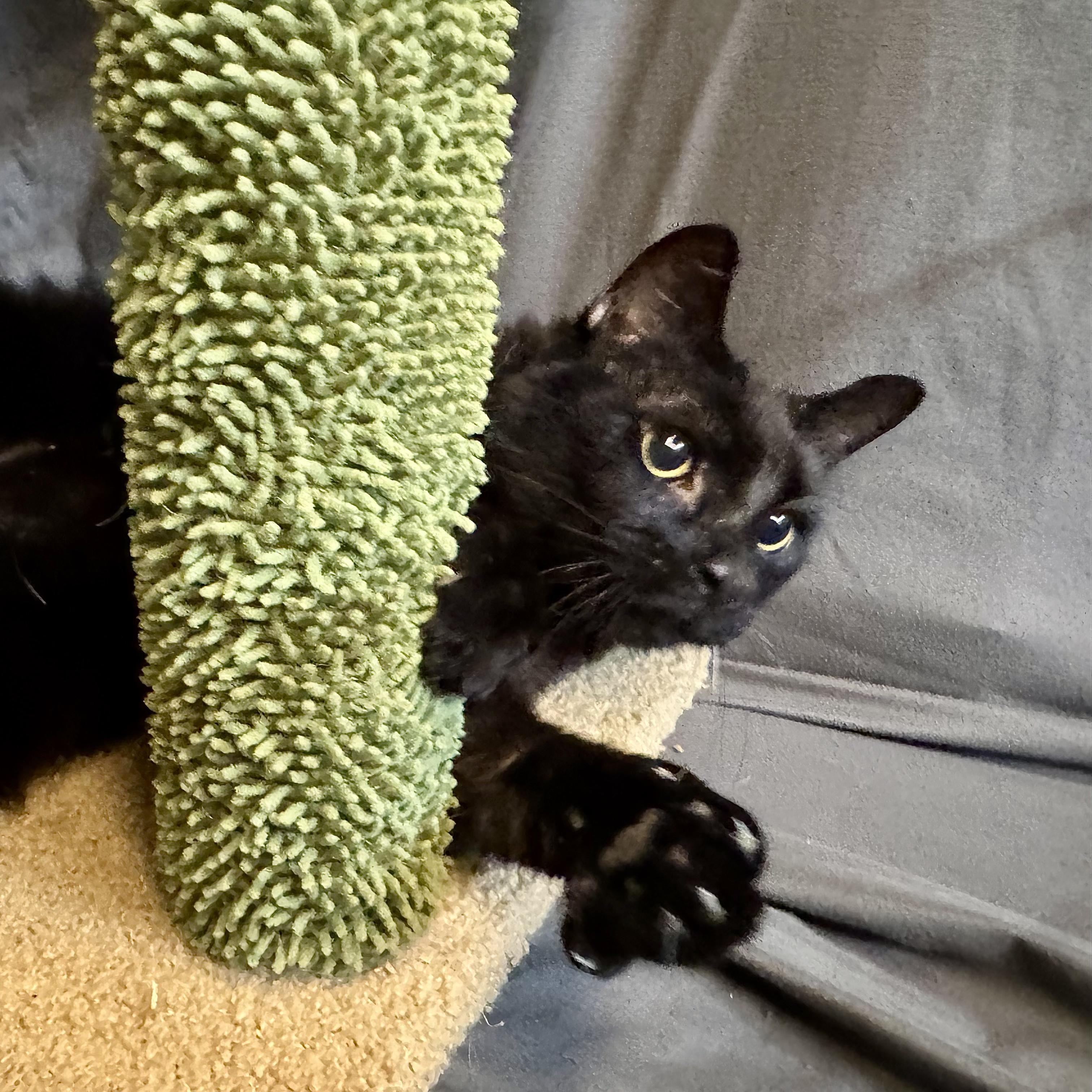 Groucho, an adopted Domestic Short Hair in Alexandria, IN image 5/6