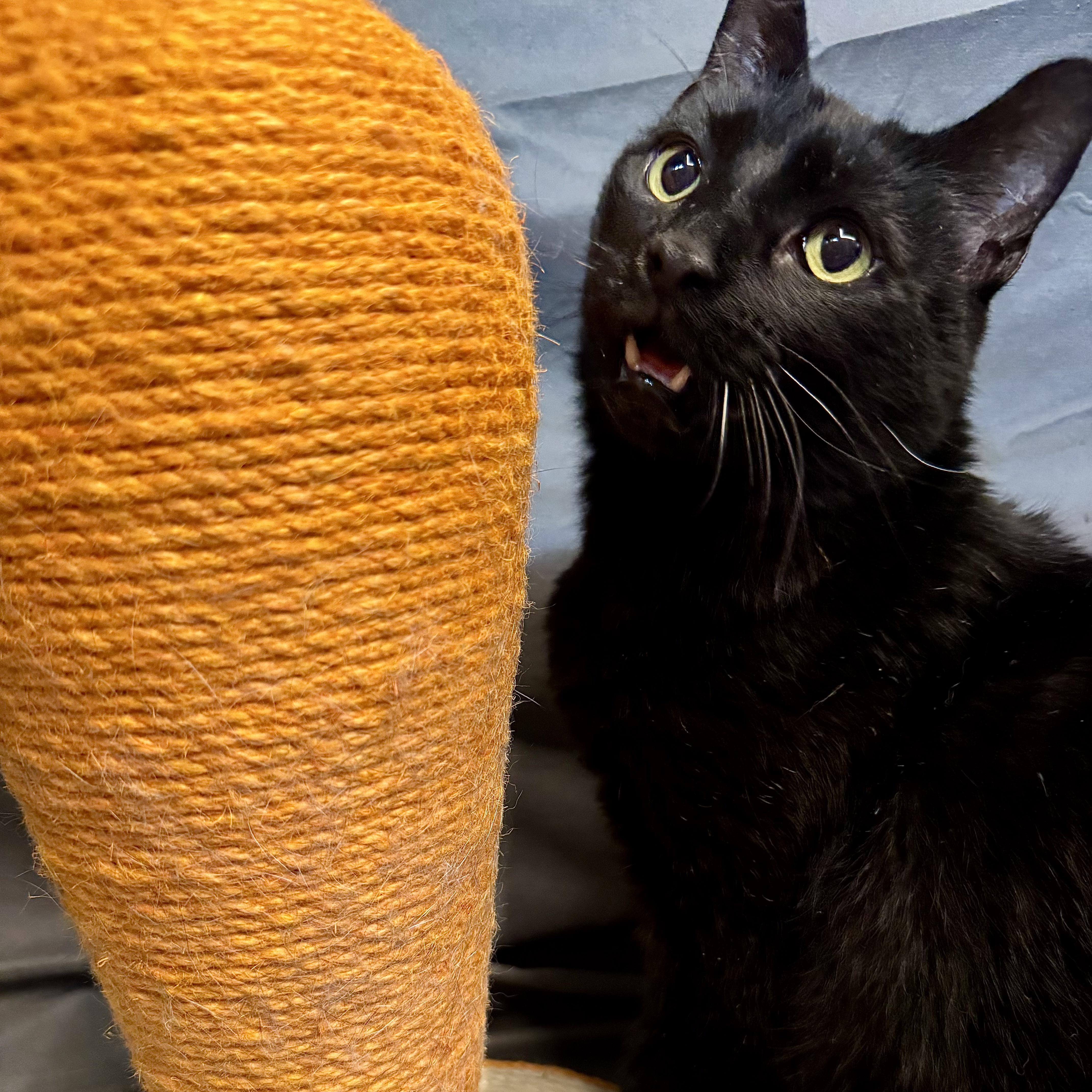 Groucho, an adopted Domestic Short Hair in Alexandria, IN image 3/6