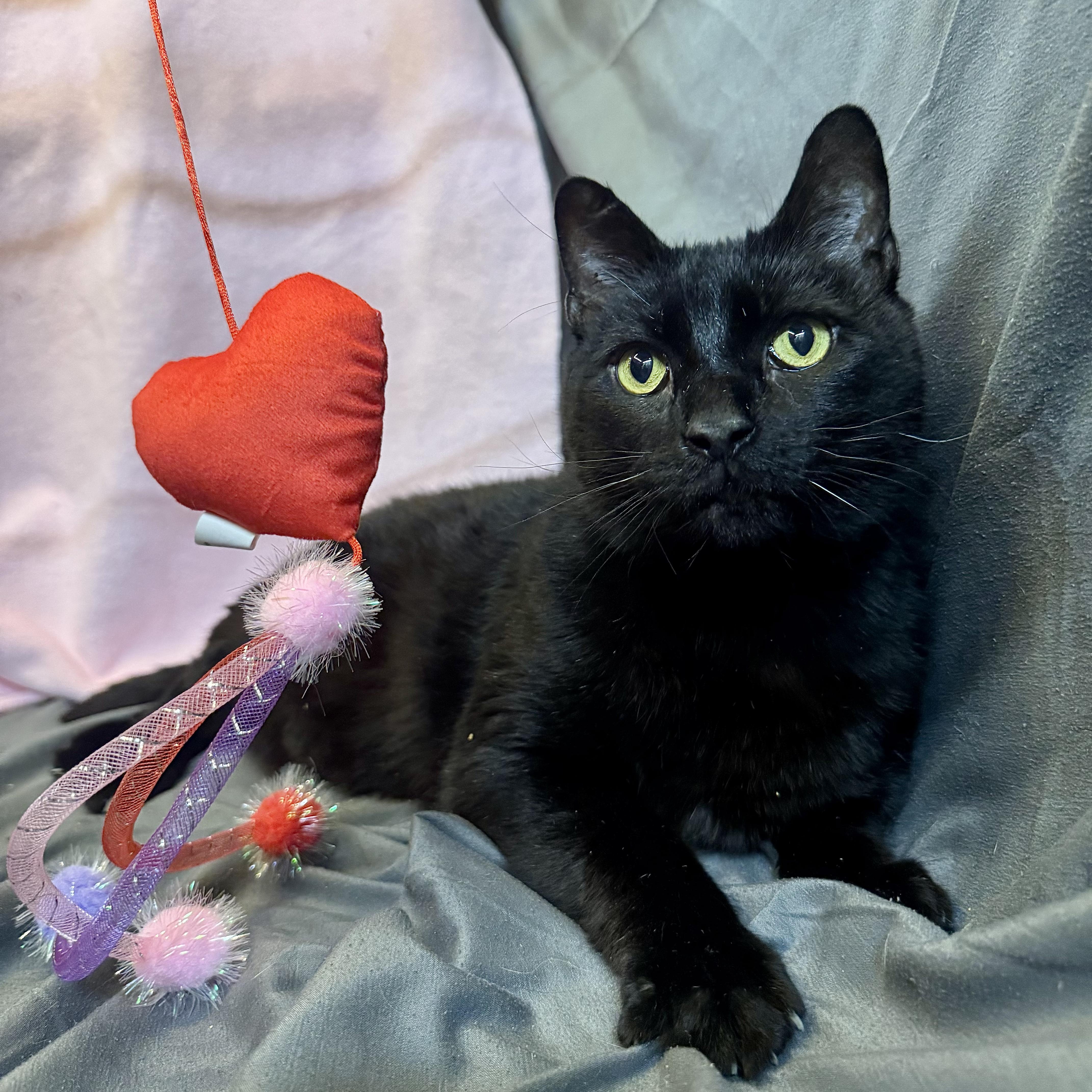 Groucho, an adopted Domestic Short Hair in Alexandria, IN image 1/6