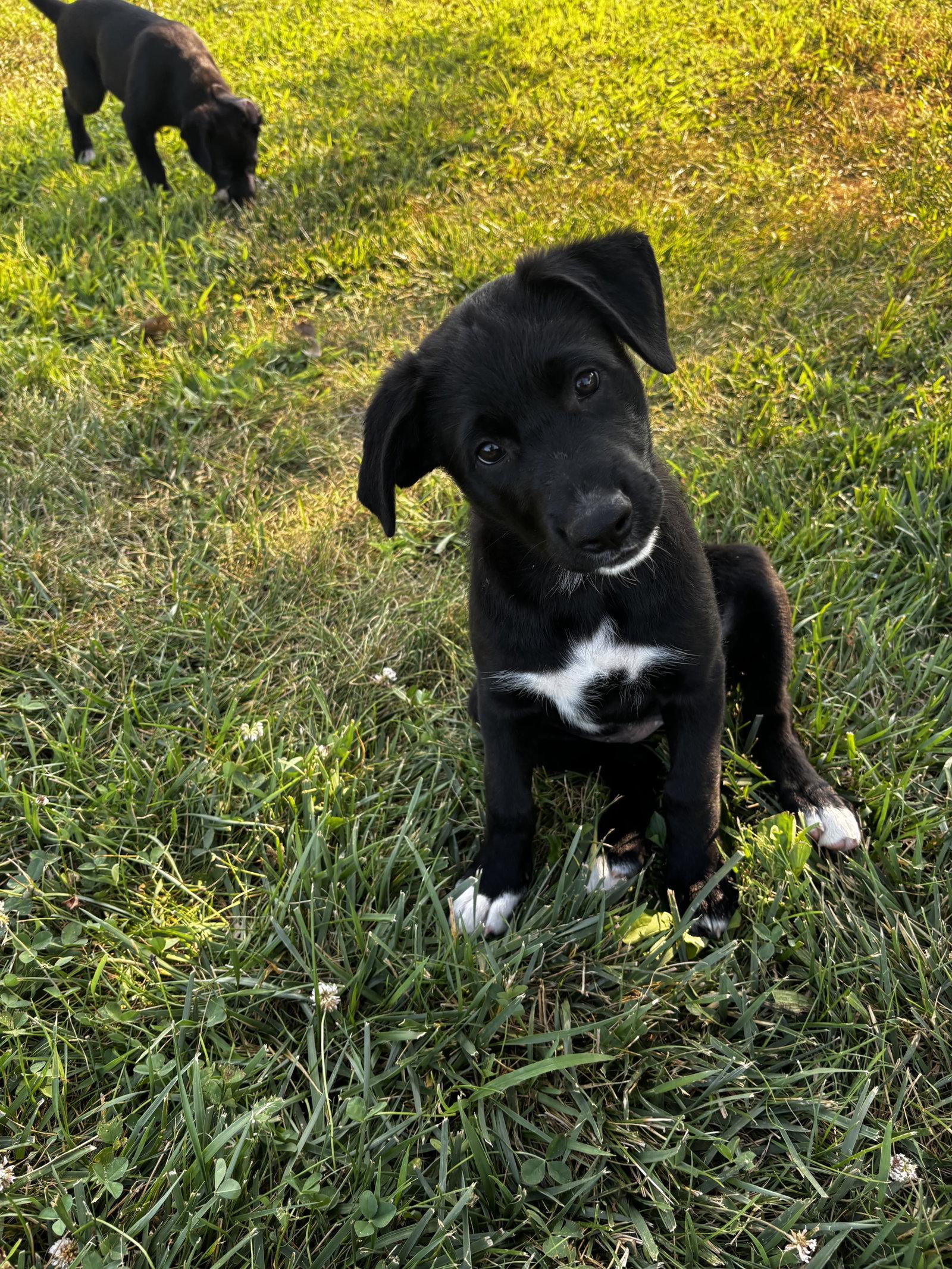 Enlarge Thelma, a Adopted mixed breed in Anabel, MO image 1/3