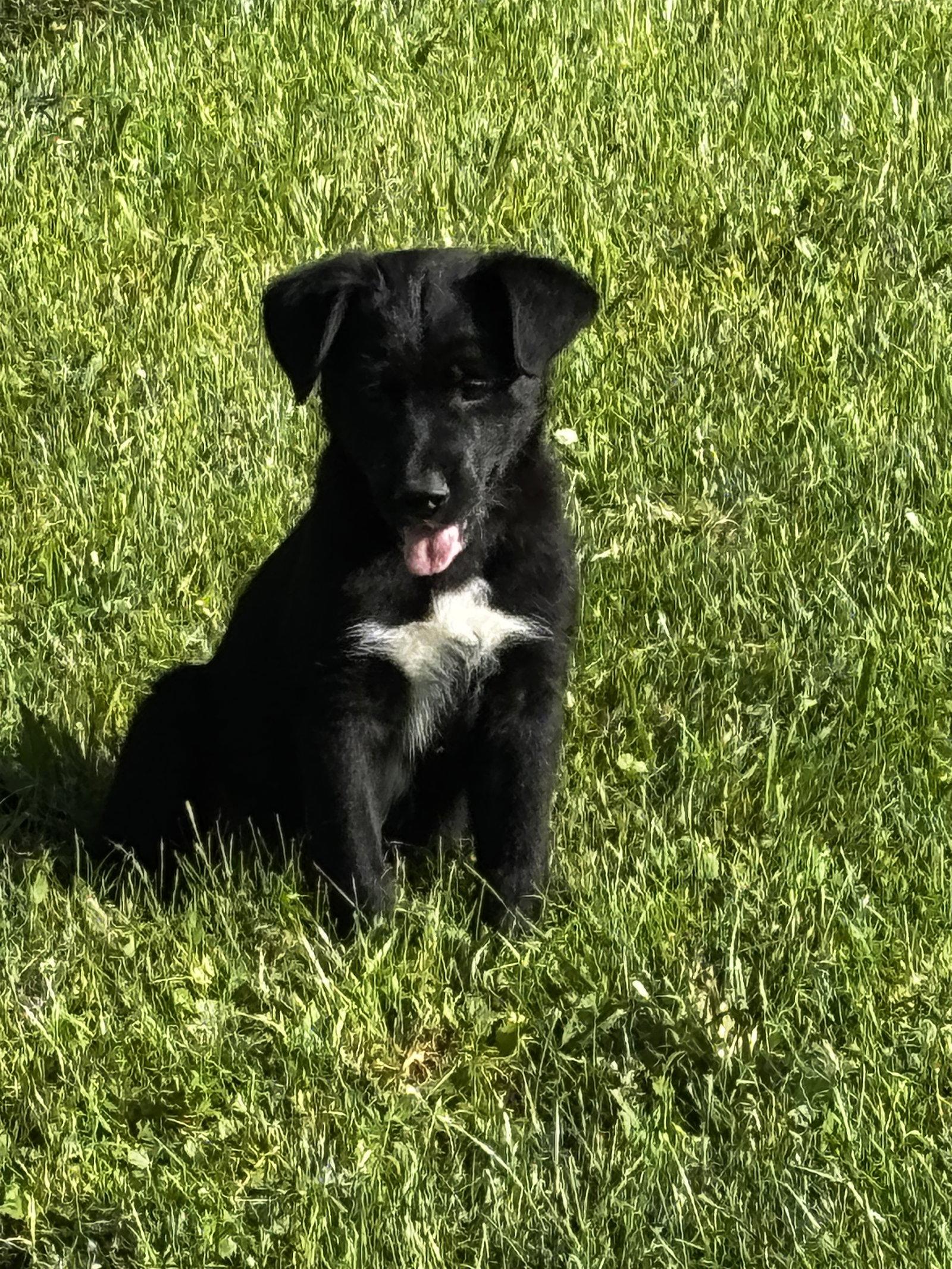 Enlarge Thelma, a Adopted mixed breed in Anabel, MO image 2/3