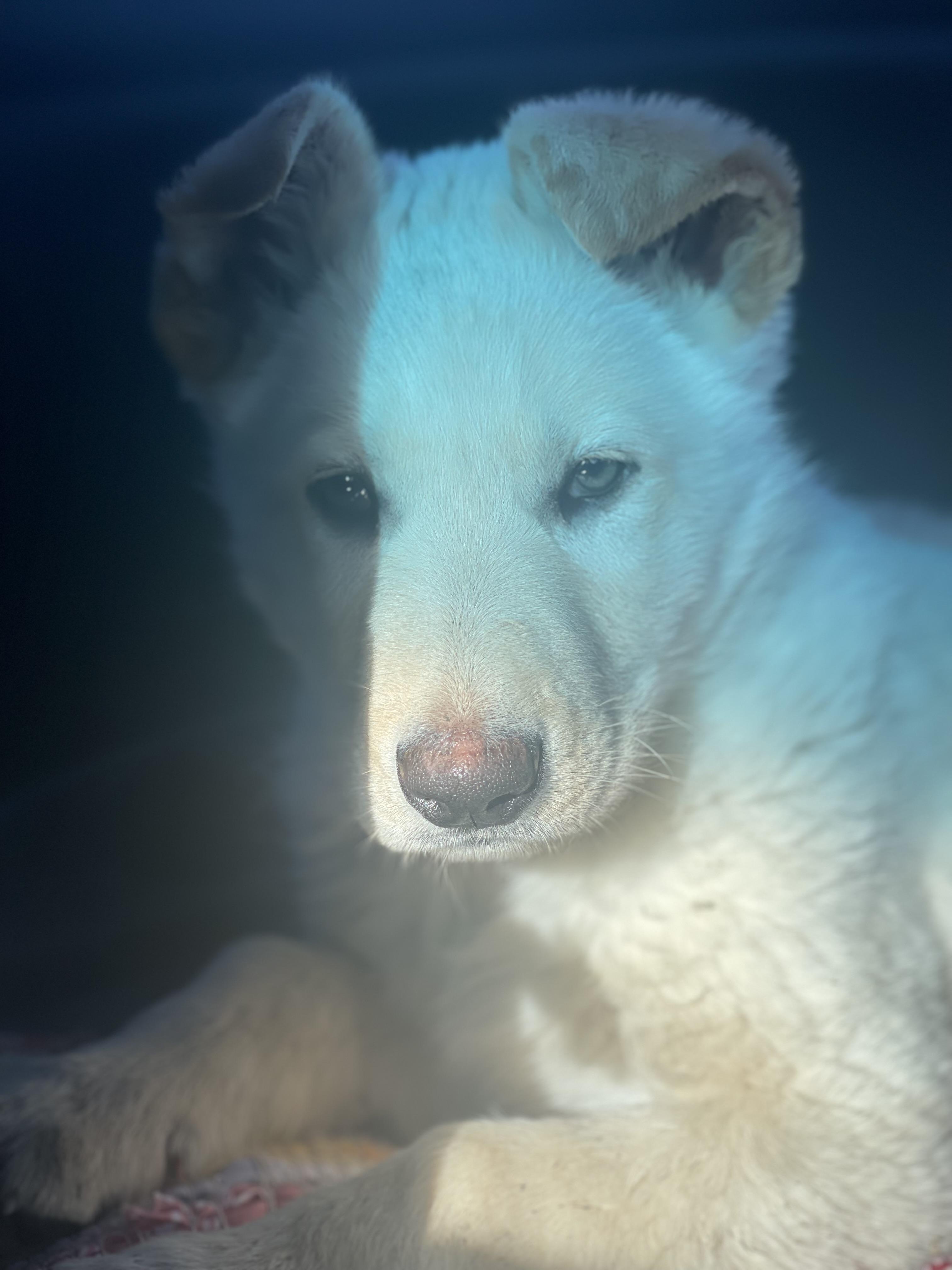 Goro, ADOPTABLE, Puppy Male German Shepherd Dog.