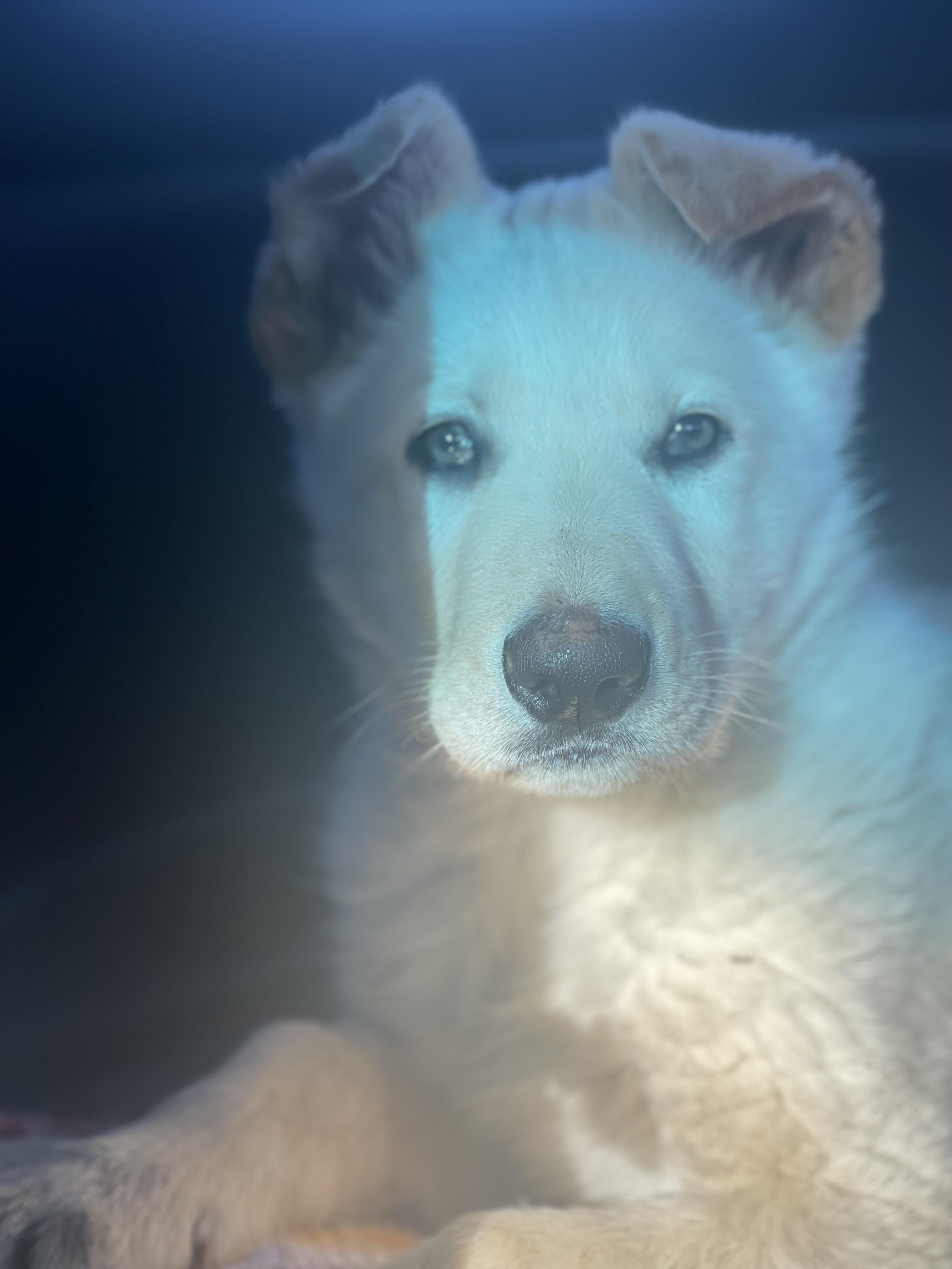 Enlarge Goro, a ADOPTABLE German Shepherd Dog in Northlake, IL image 6/6