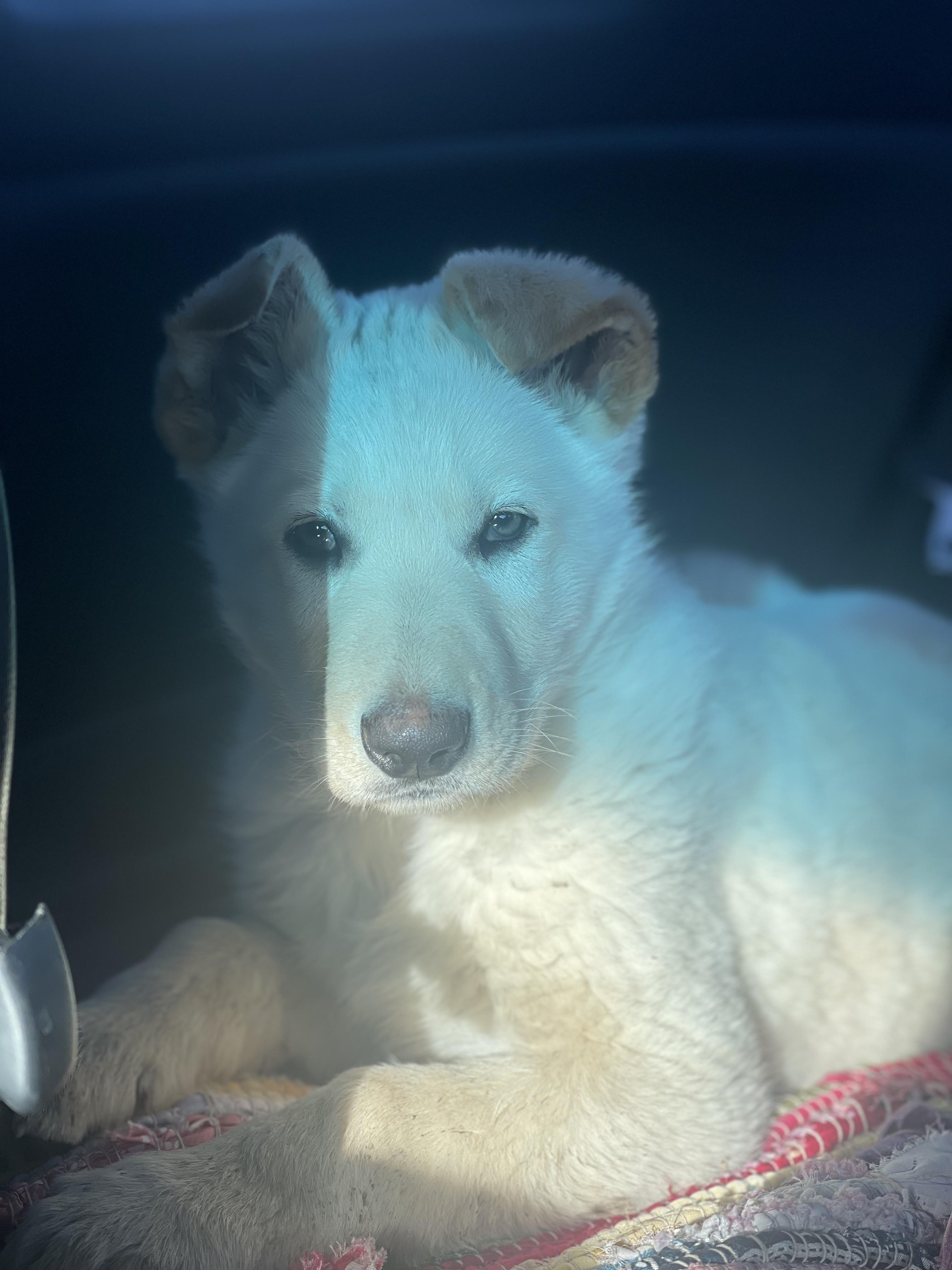 Enlarge Goro, a ADOPTABLE German Shepherd Dog in Northlake, IL image 3/6