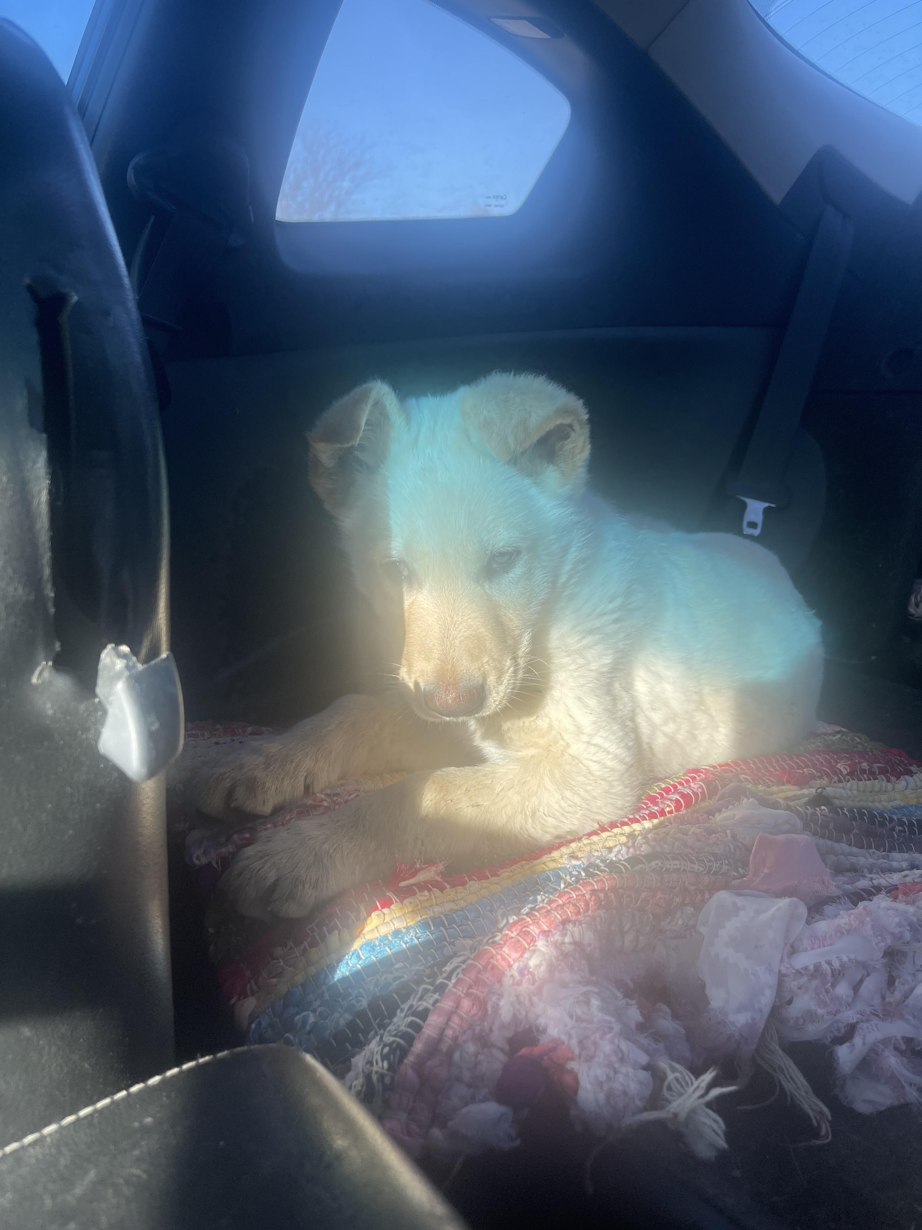 Enlarge Goro, a ADOPTABLE German Shepherd Dog in Northlake, IL image 4/6