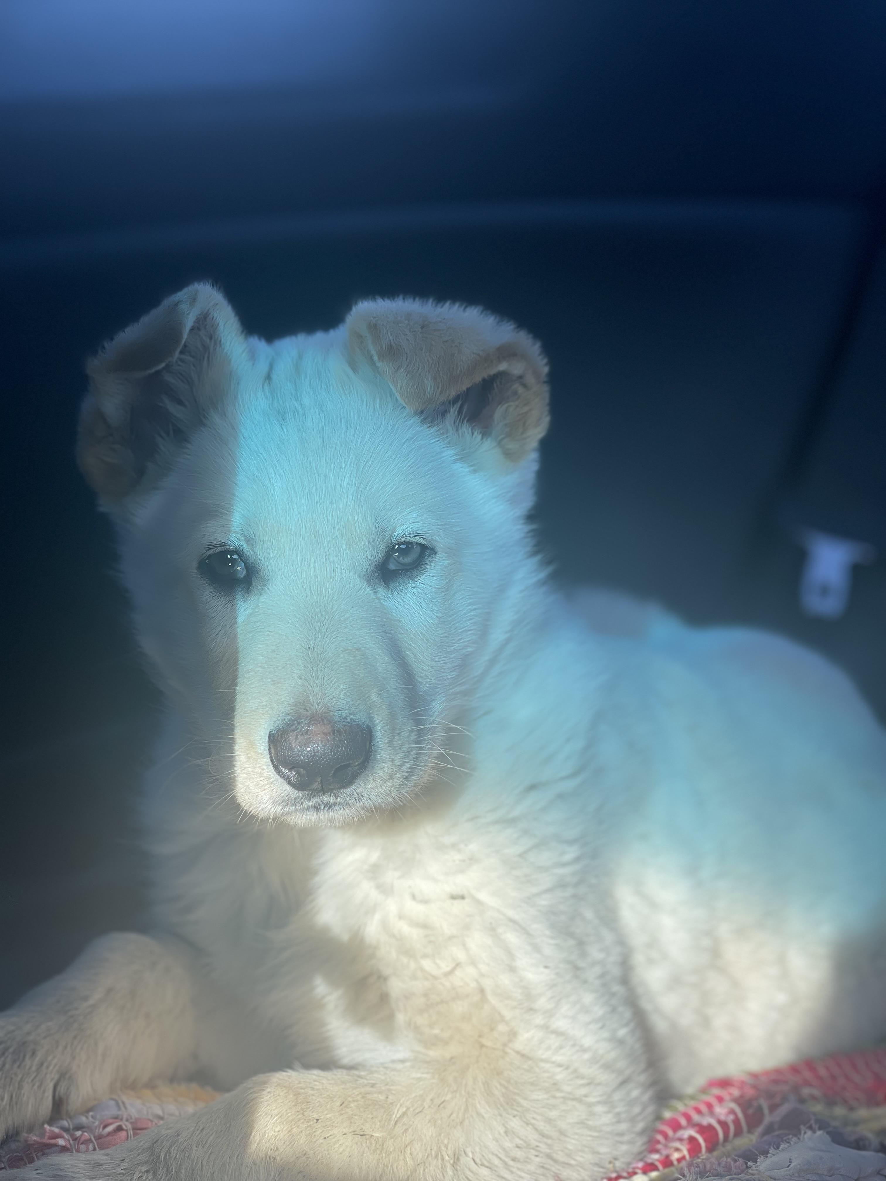 Enlarge Goro, a ADOPTABLE German Shepherd Dog in Northlake, IL image 2/6