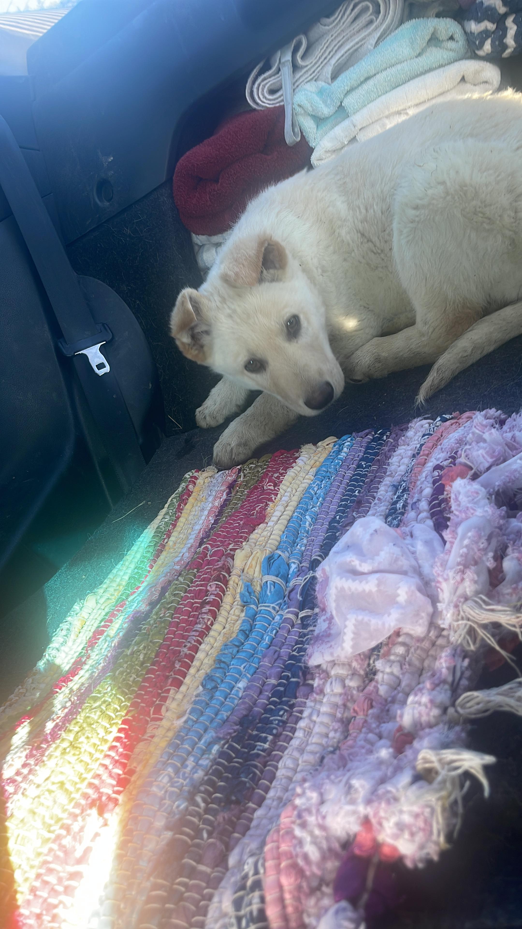 Enlarge Goro, a ADOPTABLE German Shepherd Dog in Northlake, IL image 5/6