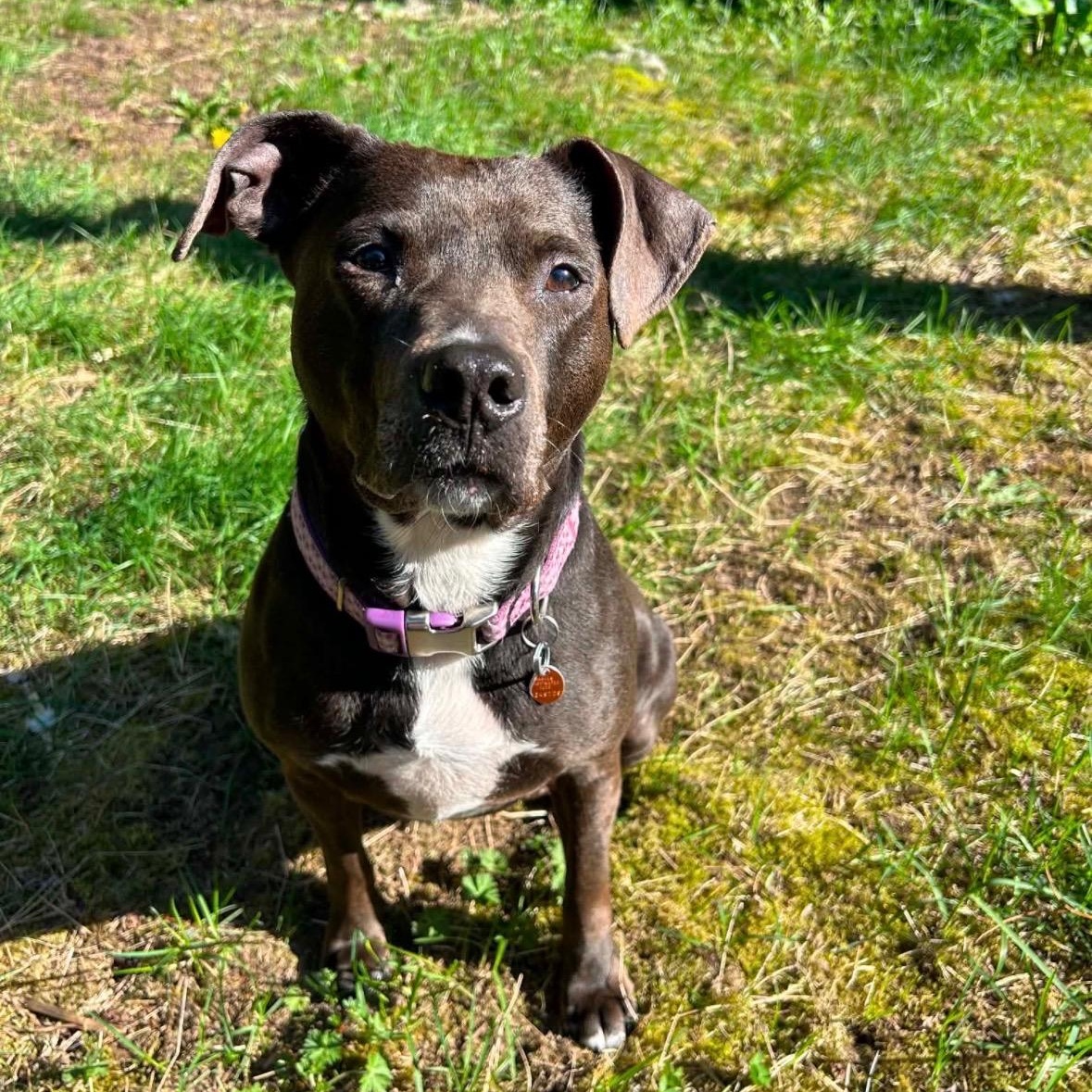 Sage, adopted, Adult Female American Staffordshire Terrier.