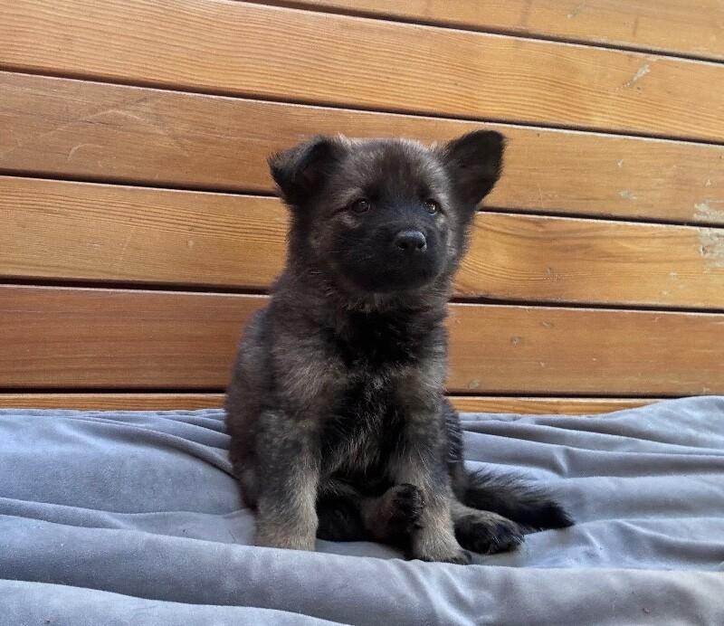 Atalanta, Adoptable, Young Female German Shepherd Dog.