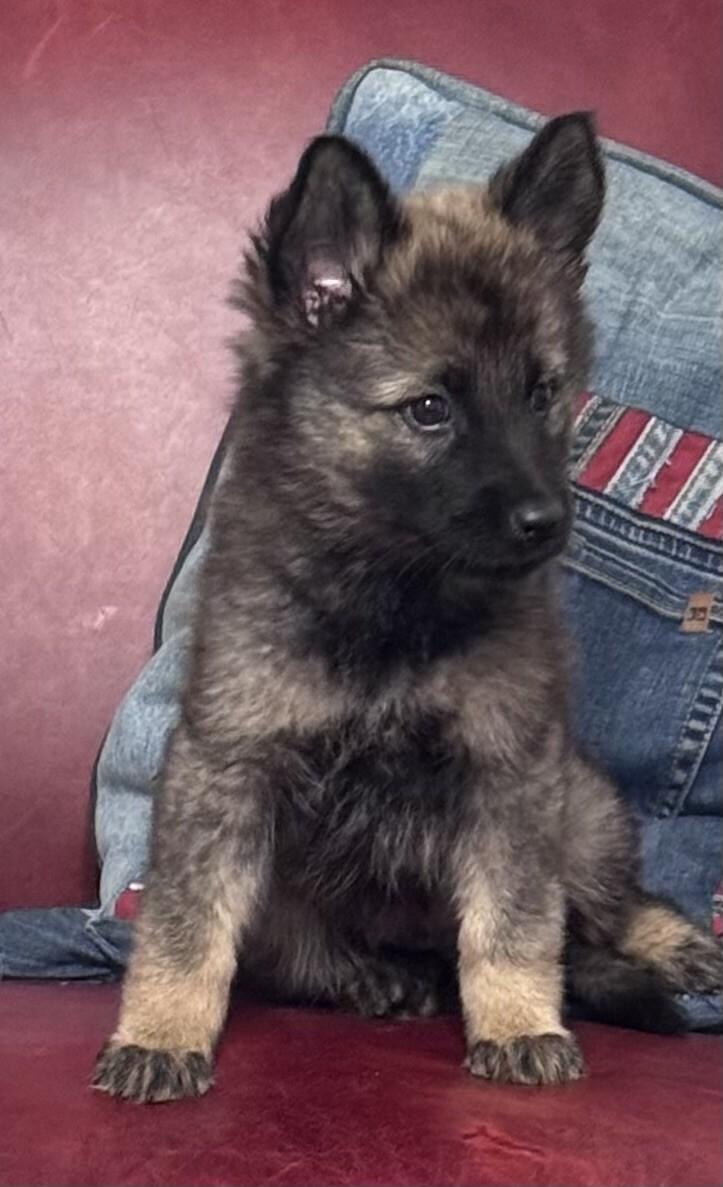 Atalanta, a Adoptable mixed breed in Seattle, WA image 2/2
