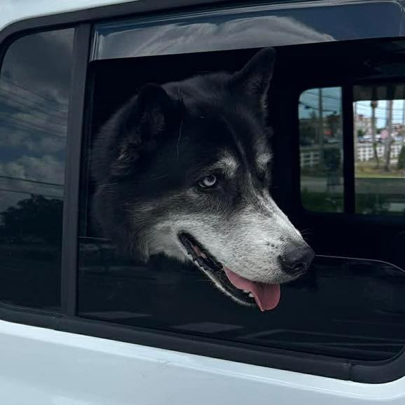 Enlarge Sebastian , a ADOPTABLE Husky in New Smyrna Beach, FL image 2/2