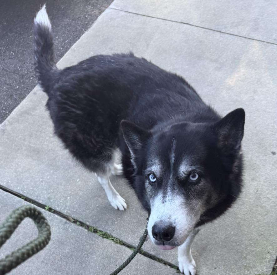 Sebastian , ADOPTABLE, Adult Male Husky.
