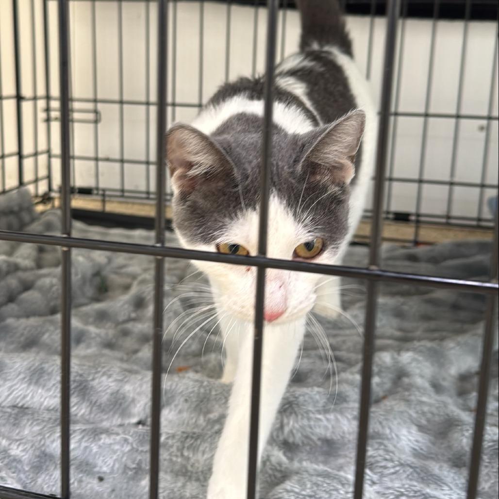 Misty — thumbnail 2