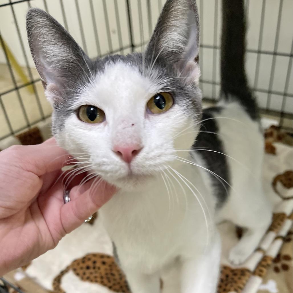 Misty — thumbnail 4