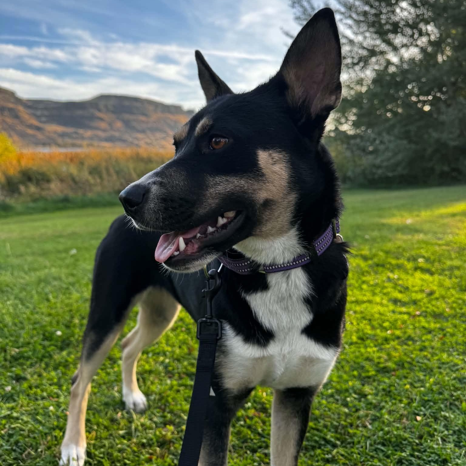 Enlarge Charity, a Adoptable mixed breed in Spokane, WA image 3/6