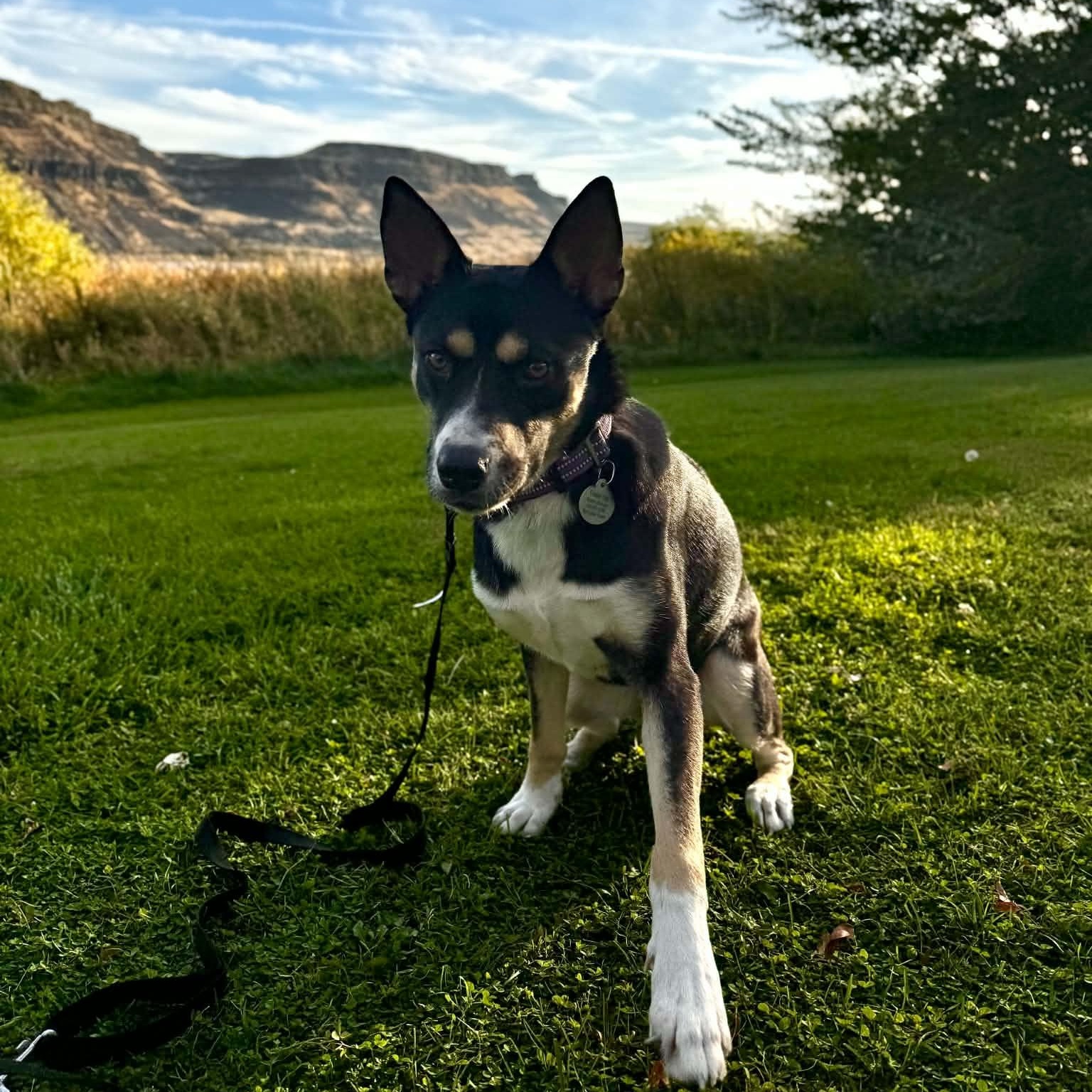 Enlarge Charity, a Adoptable mixed breed in Spokane, WA image 5/6