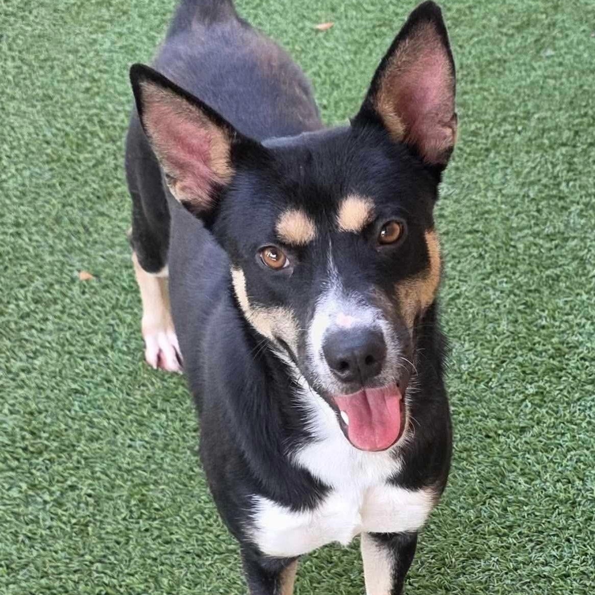 Charity, Adoptable, Puppy Female Australian Kelpie.
