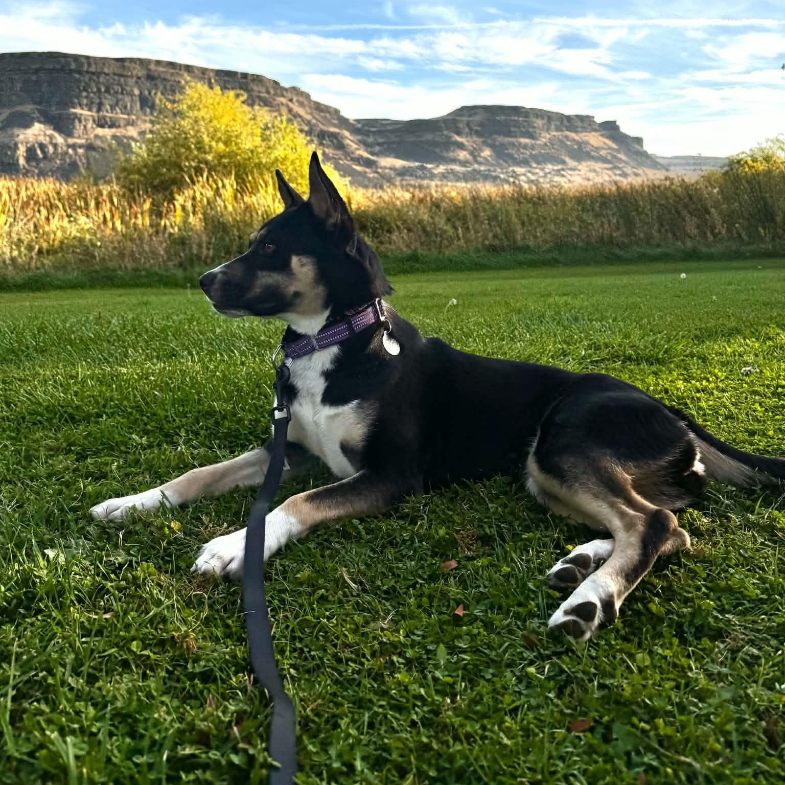 Enlarge Charity, a Adoptable mixed breed in Spokane, WA image 4/6