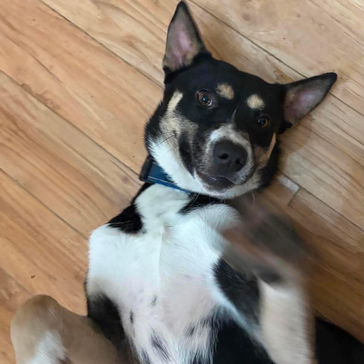 Enlarge Charity, a Adoptable mixed breed in Spokane, WA image 6/6