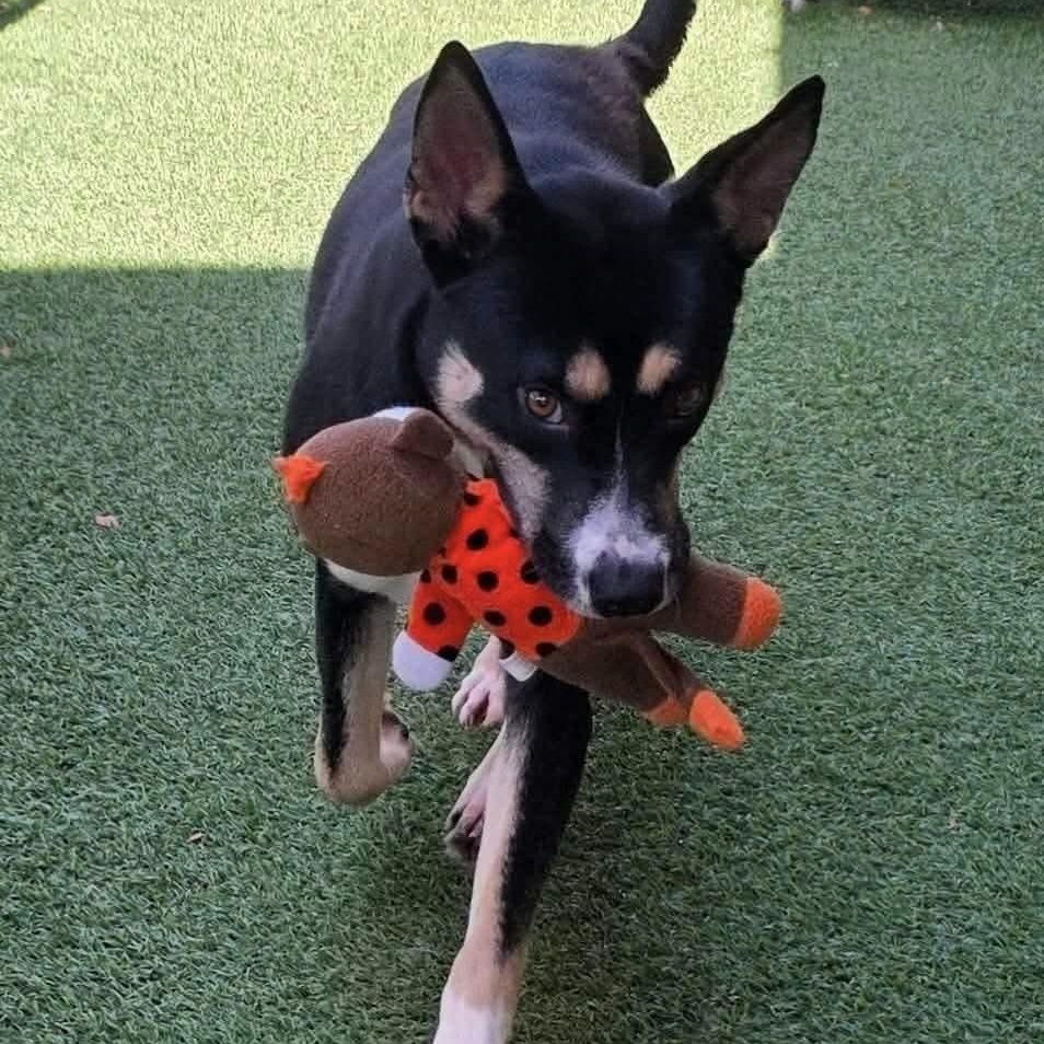 Enlarge Charity, a Adoptable mixed breed in Spokane, WA image 2/6