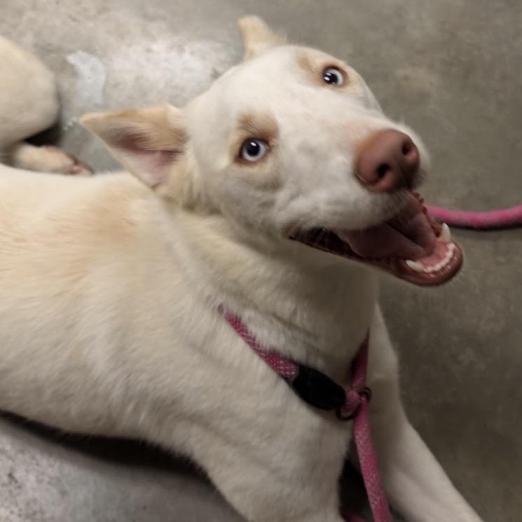 Enlarge Ana, a Adoptable mixed breed in Manhattan, KS image 1/3