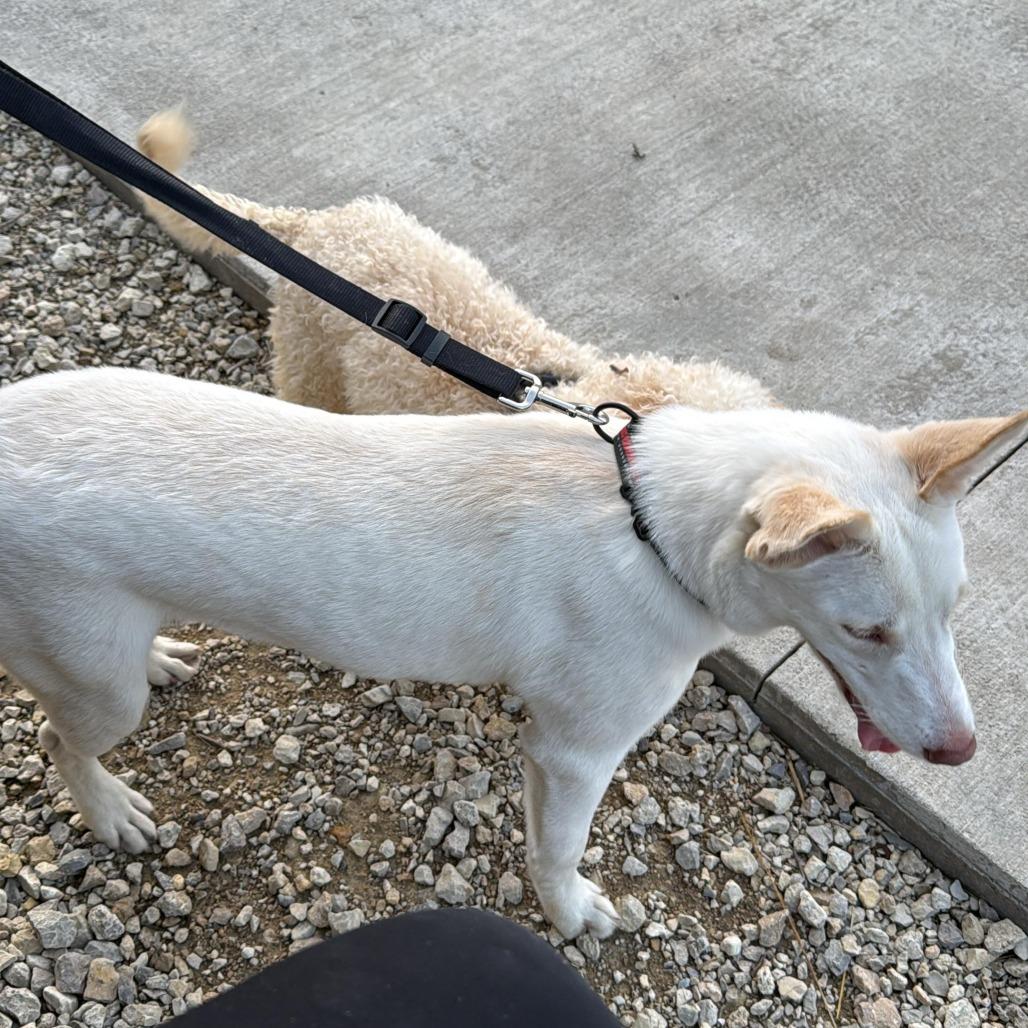 Enlarge Ana, a Adoptable mixed breed in Manhattan, KS image 2/3
