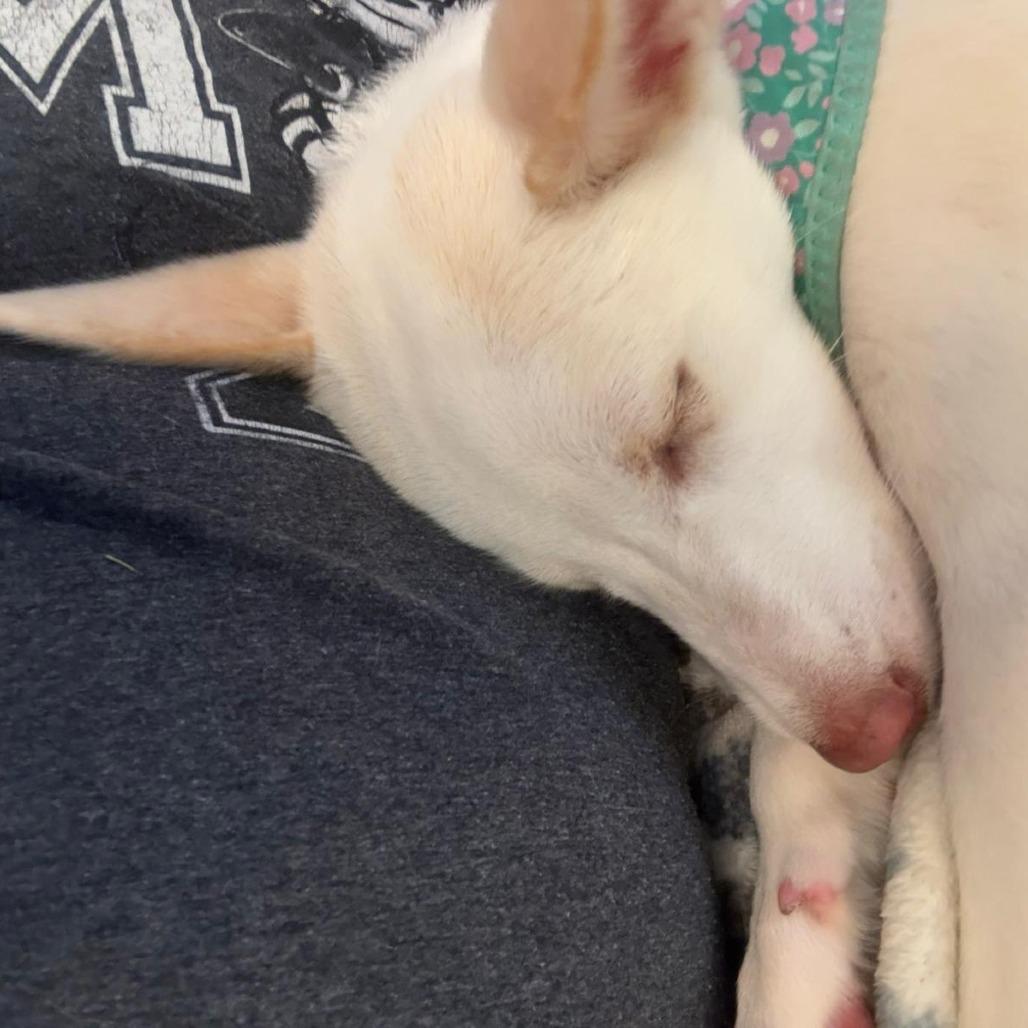 Enlarge Ana, a Adoptable mixed breed in Manhattan, KS image 3/3