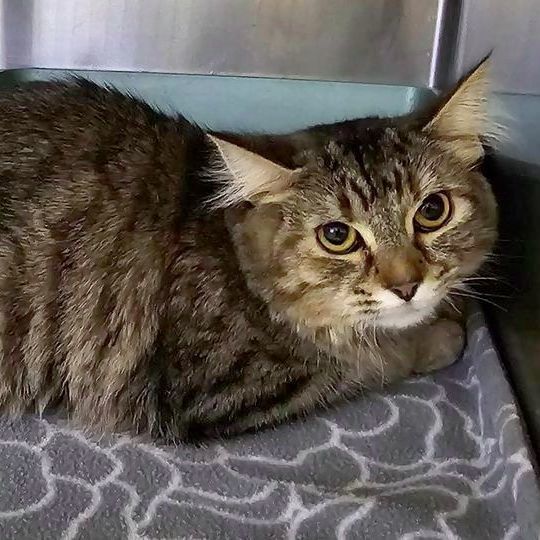 Cat for adoption Pixie, a Domestic Medium Hair & Tabby Mix in