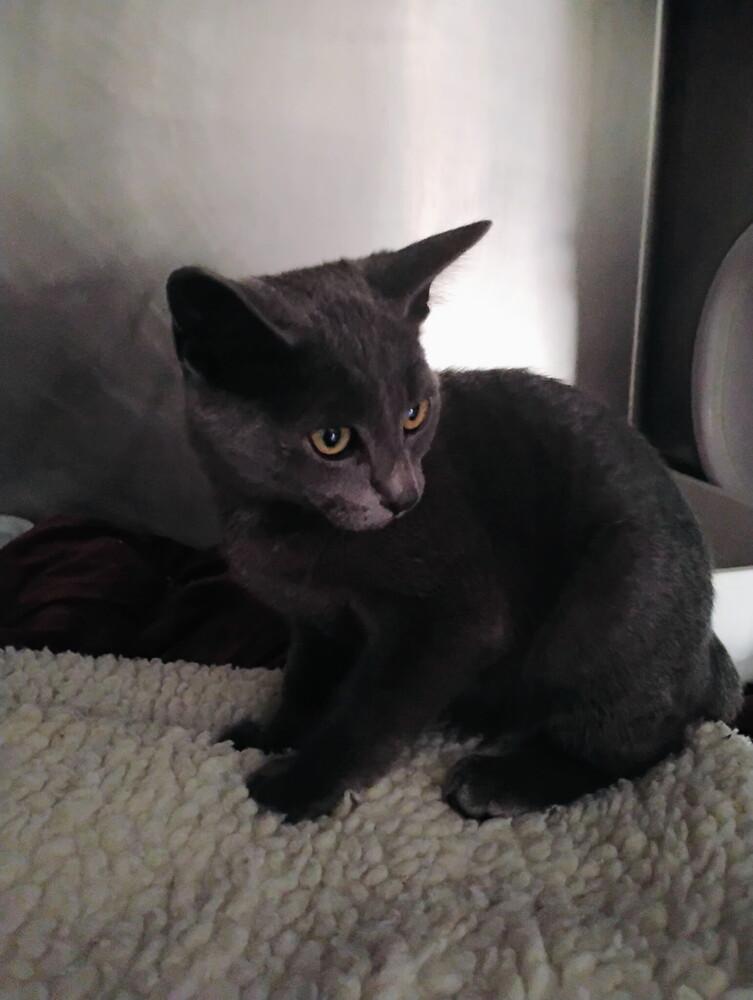 Sparkey, Adoptable, Kitten Male Domestic Short Hair.