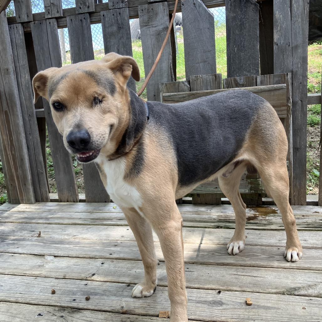 Sonny, a Adoptable Mixed Breed in Pulaski, TN image 2/6