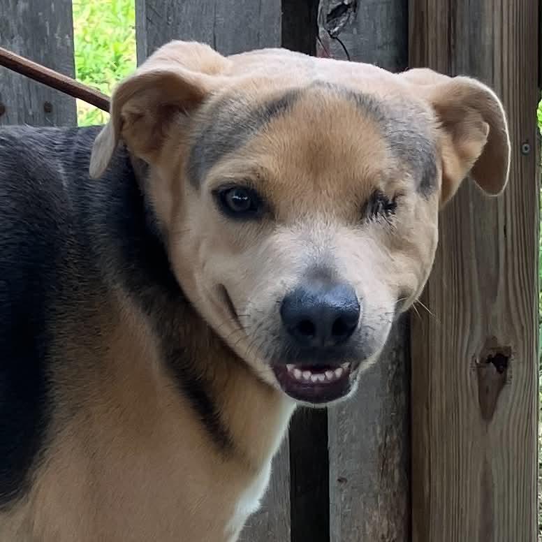 Sonny, Adoptable, Adult Male Mixed Breed.